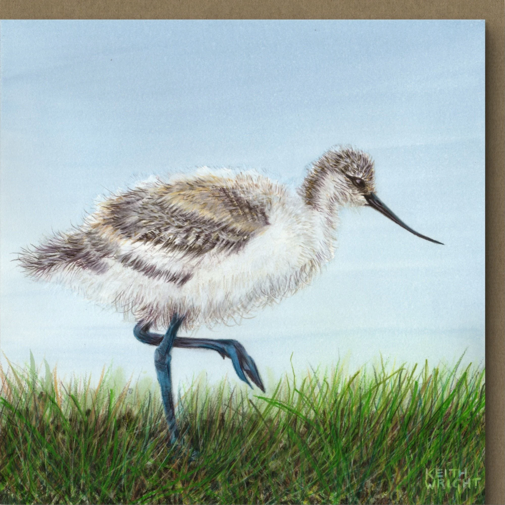 Avocet Chick Card Close Up.jpg