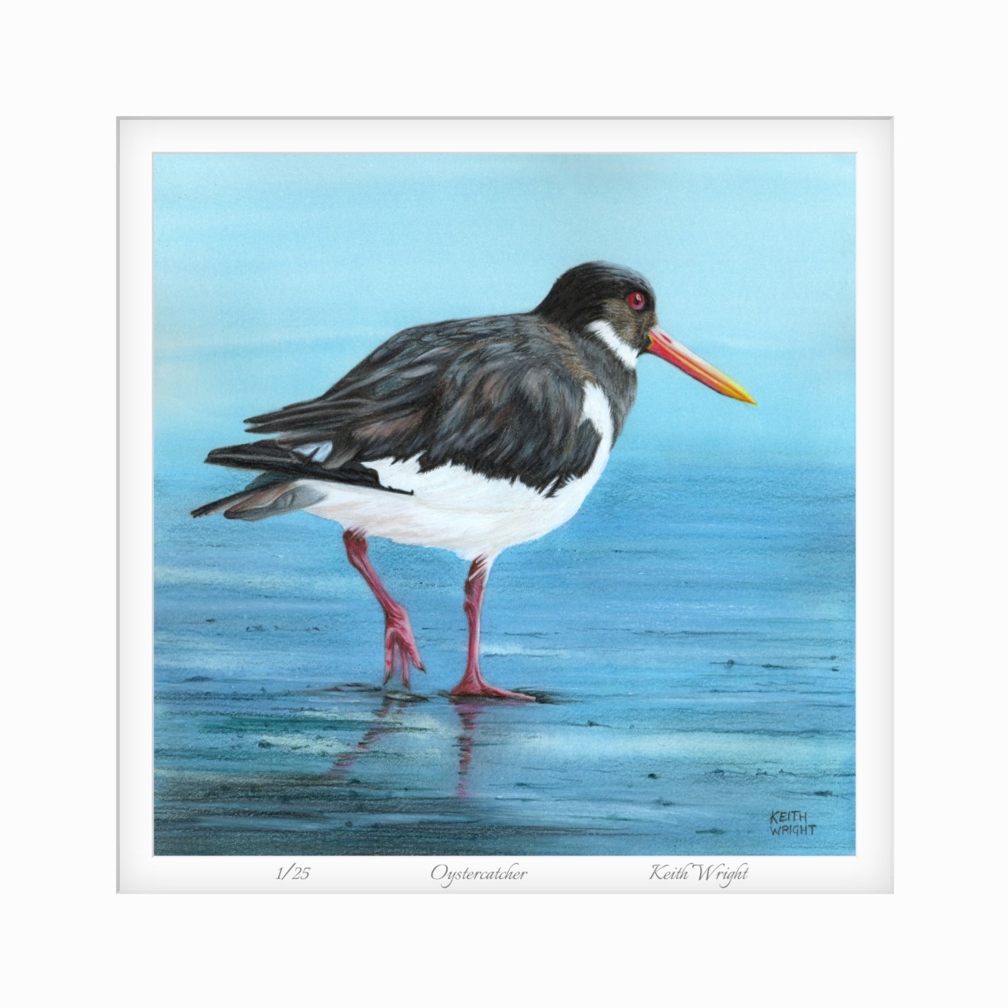 Oystercatcher Mounted Print Close Up.jpg