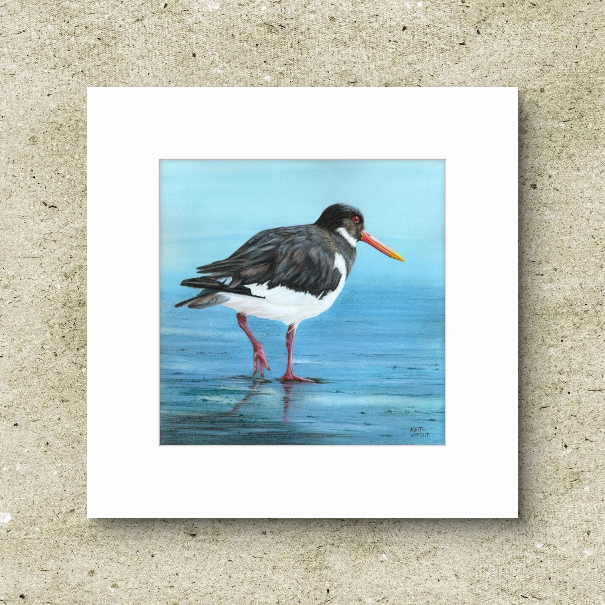 Oystercatcher Original.jpg