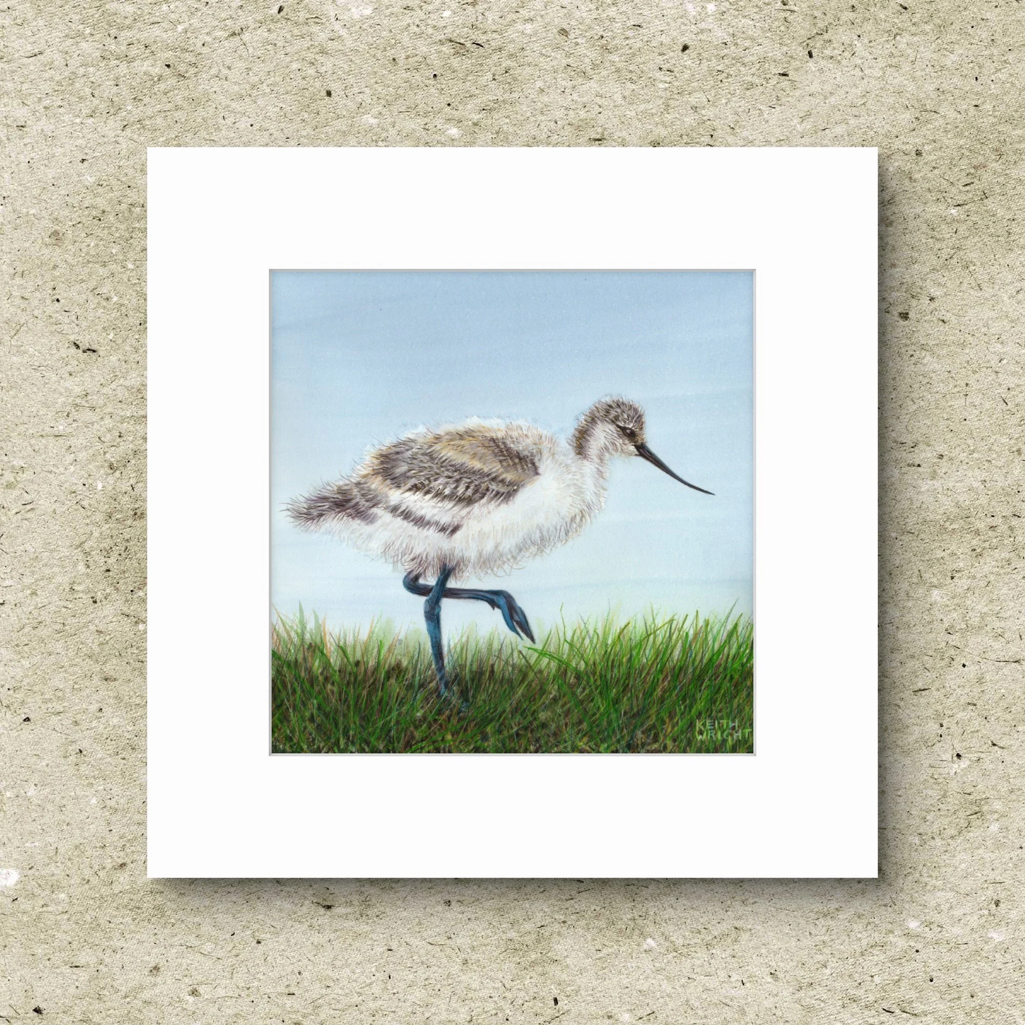 Avocet Chick Original.jpg