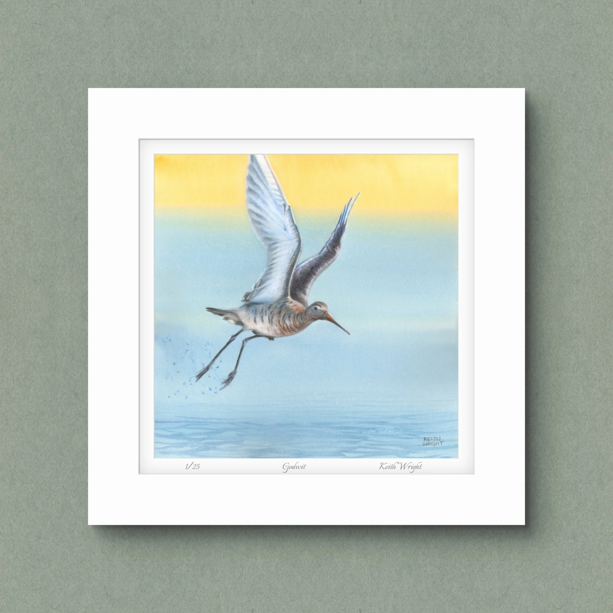 Black-tailed Godwit, Limited Edition Print