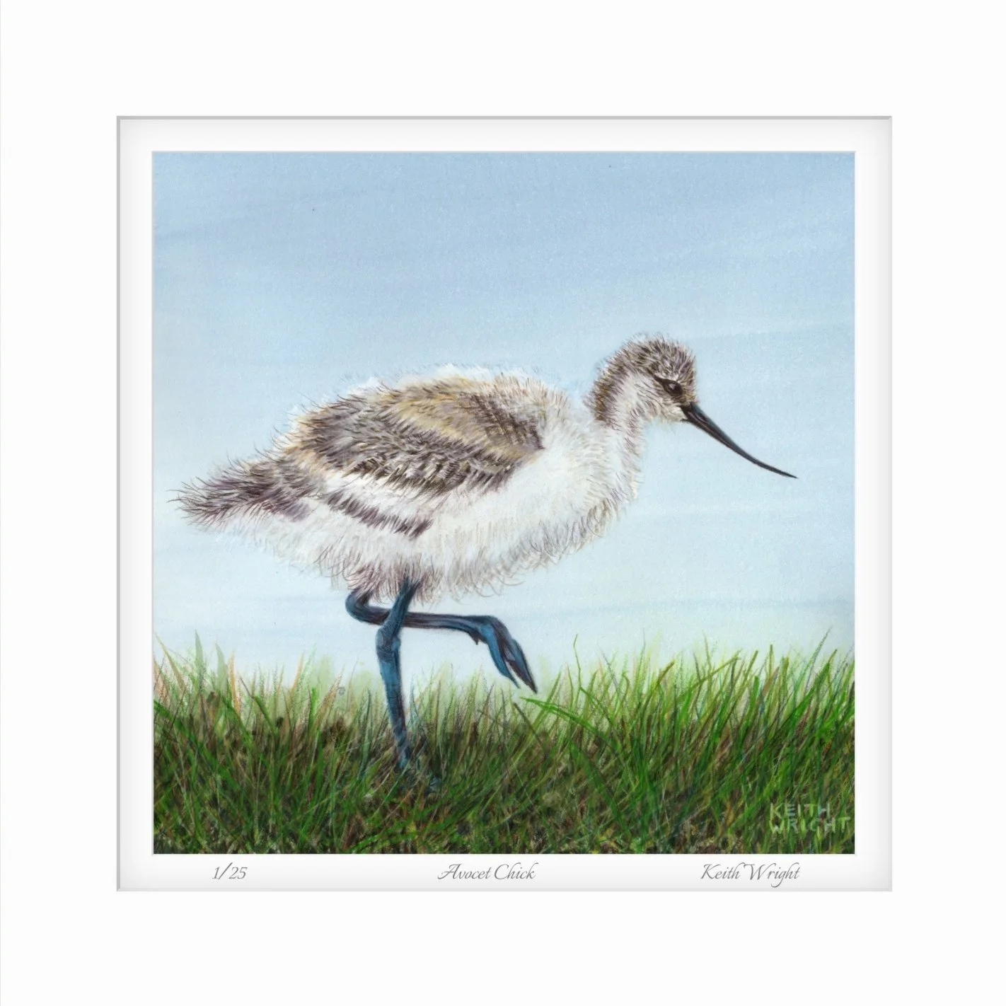 Avocet Chick Mounted Print Close Up.jpg