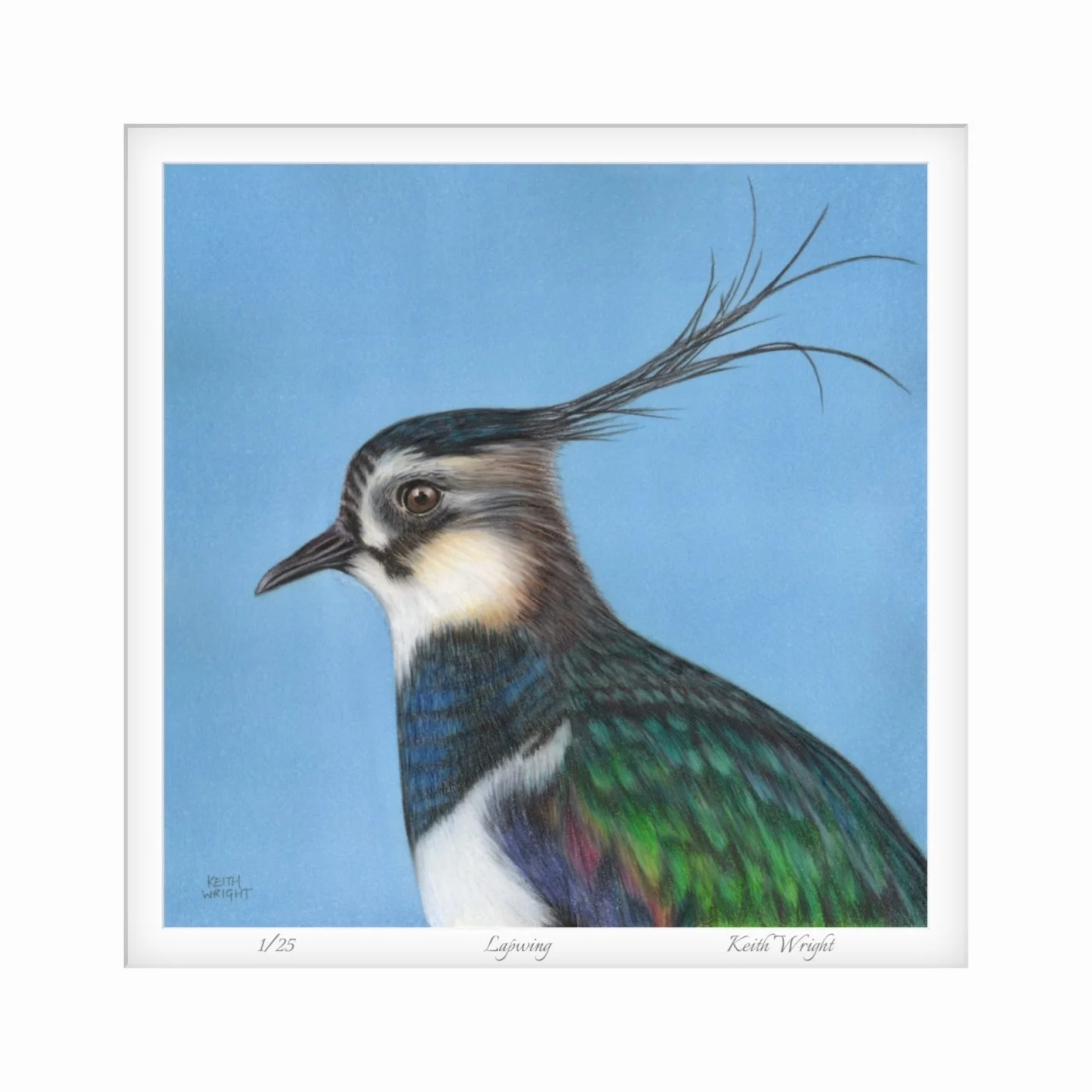 Lapwing Mounted Print Close Up.jpg