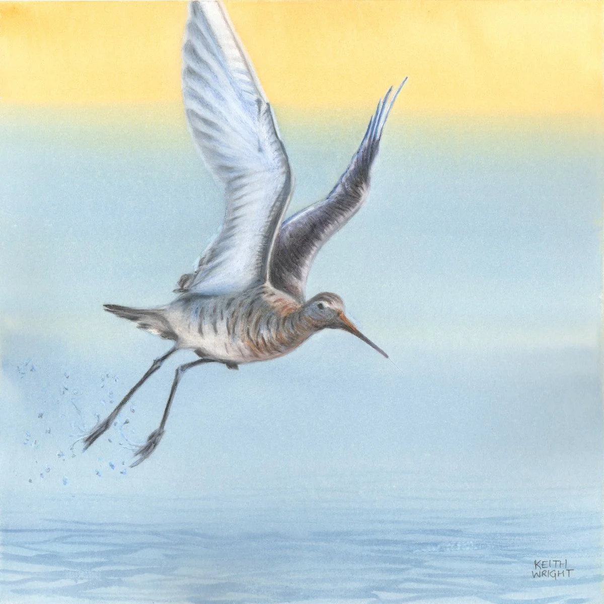 Black-tailed Godwit copy.JPG