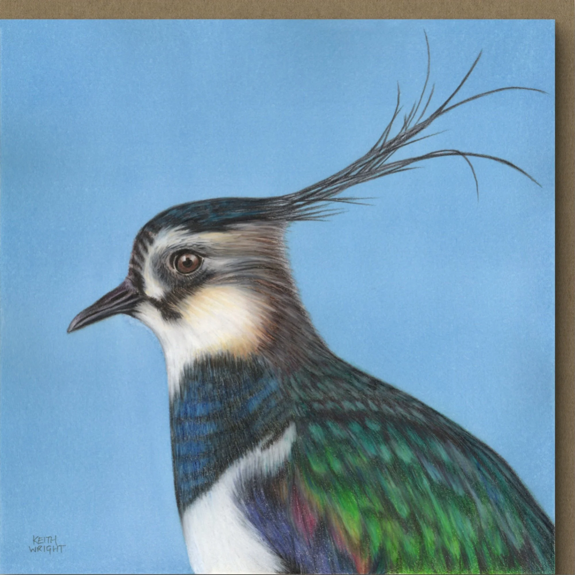 Lapwing Card Close Up.jpg