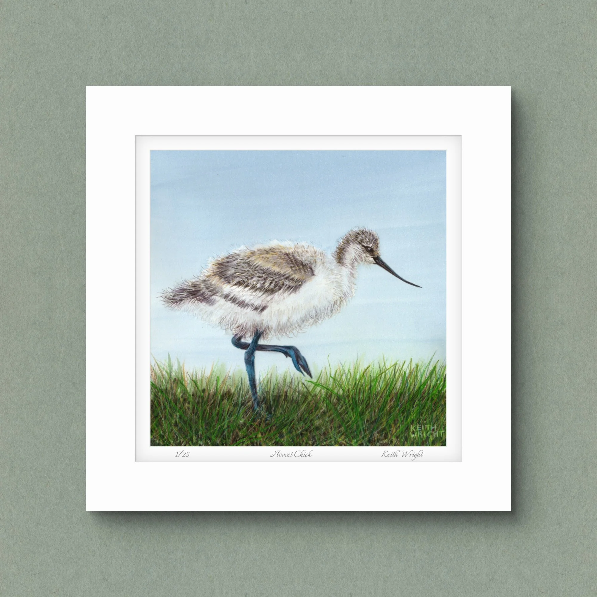 Avocet Chick, Limited Edition Print