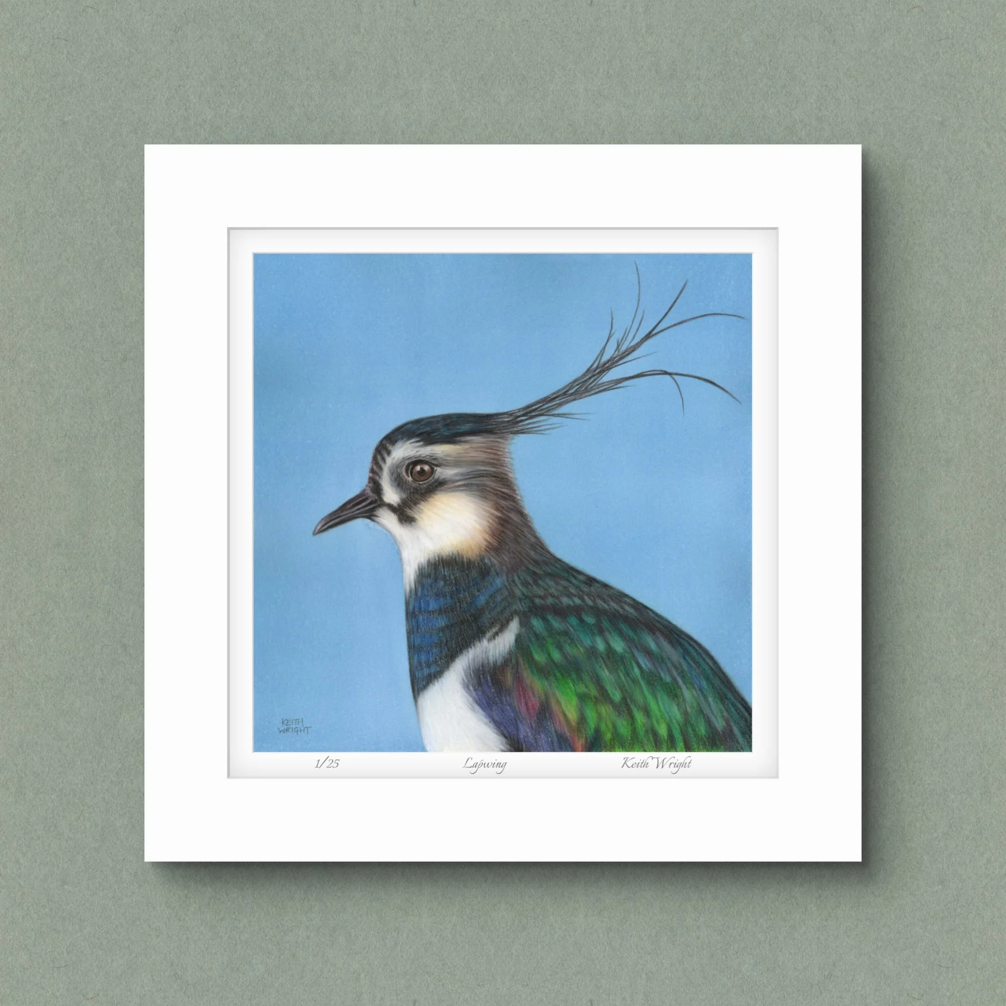 Lapwing, Limited Edition Print