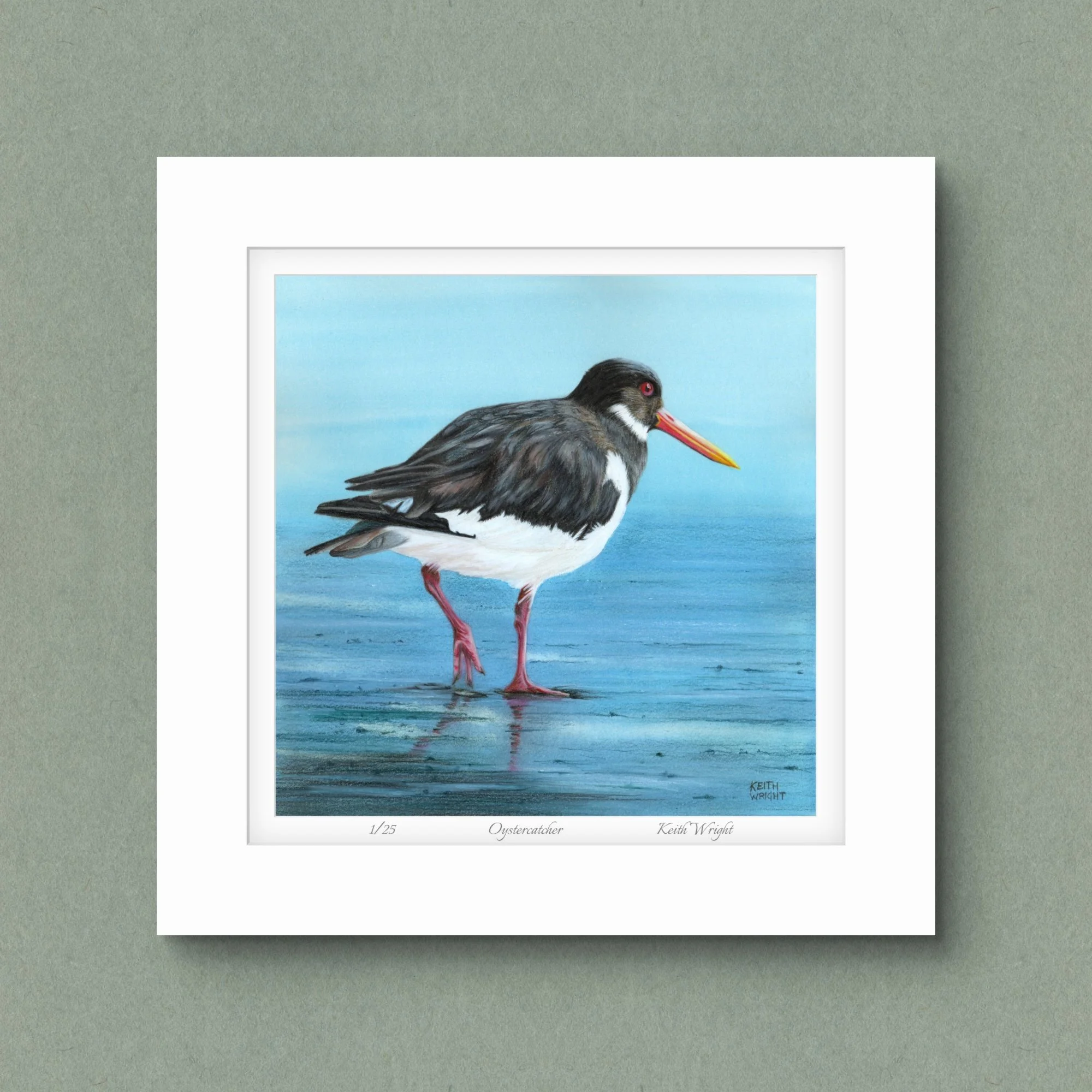 Oystercatcher, Limited Edition Print
