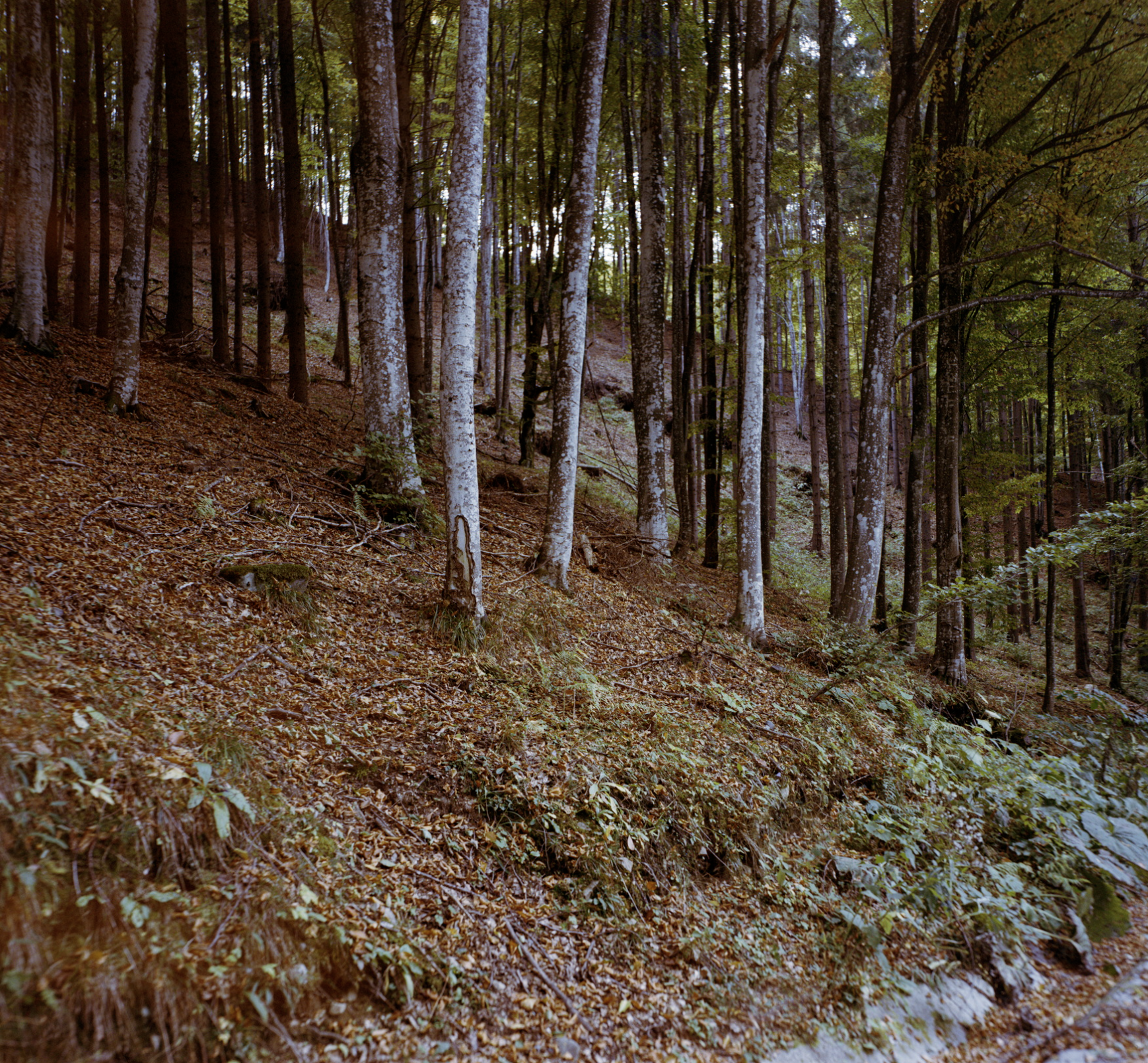 A forest with tall trees on a sloped land with brown leaves and green foliage.