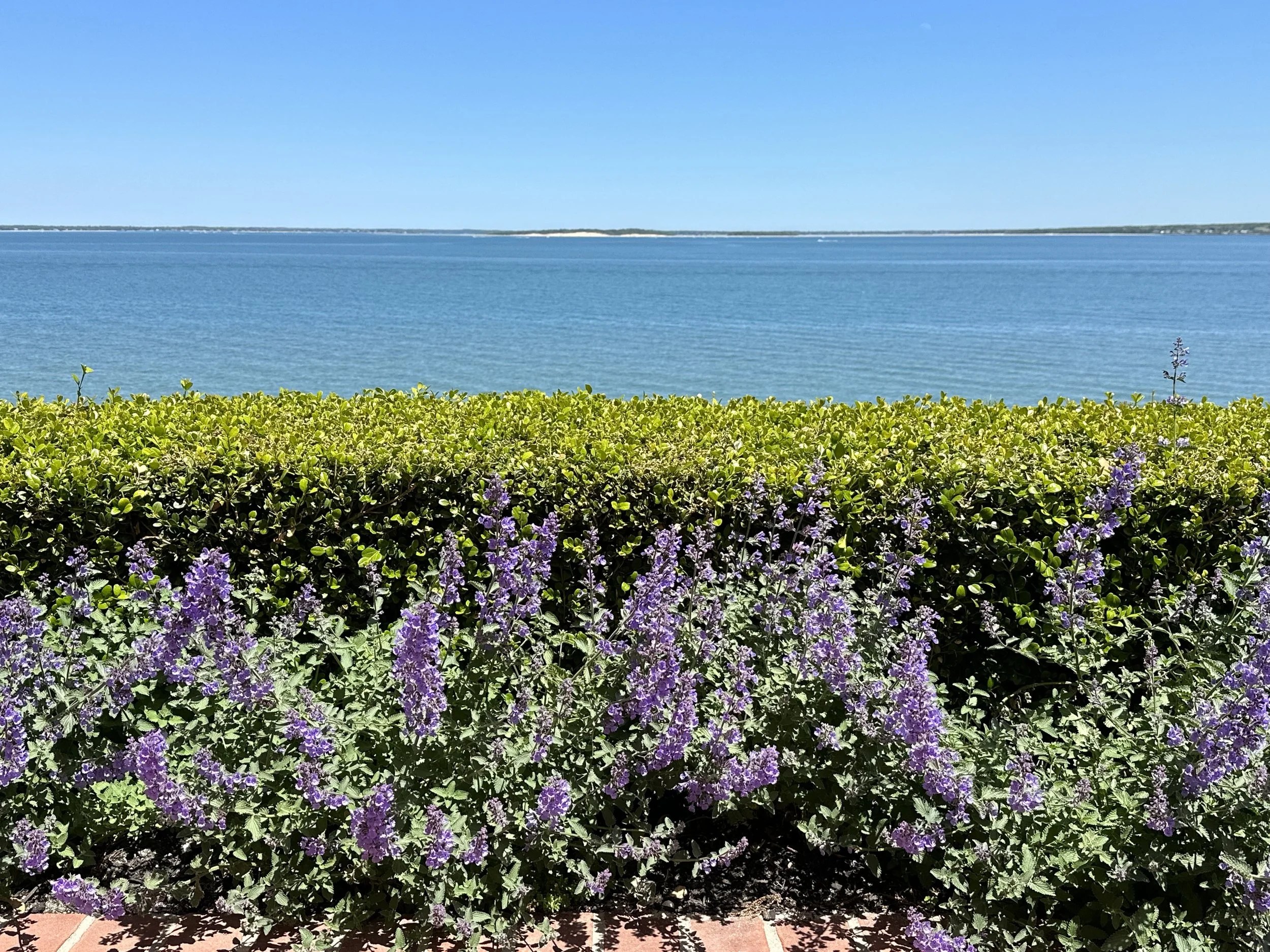 3 - Cutchogue Bluff Bloom 2.jpg