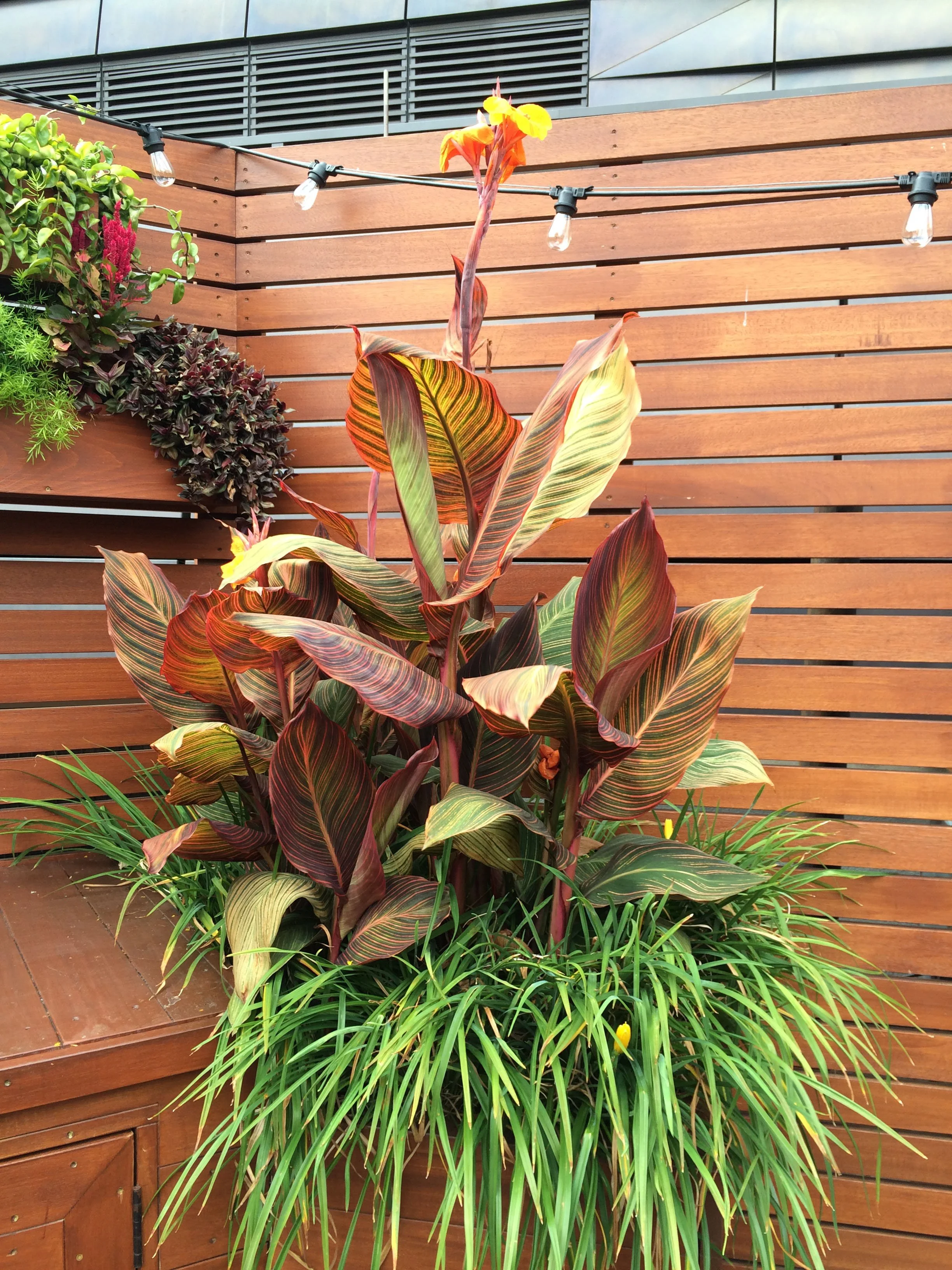 7 Downtown Loft summer canna.jpg