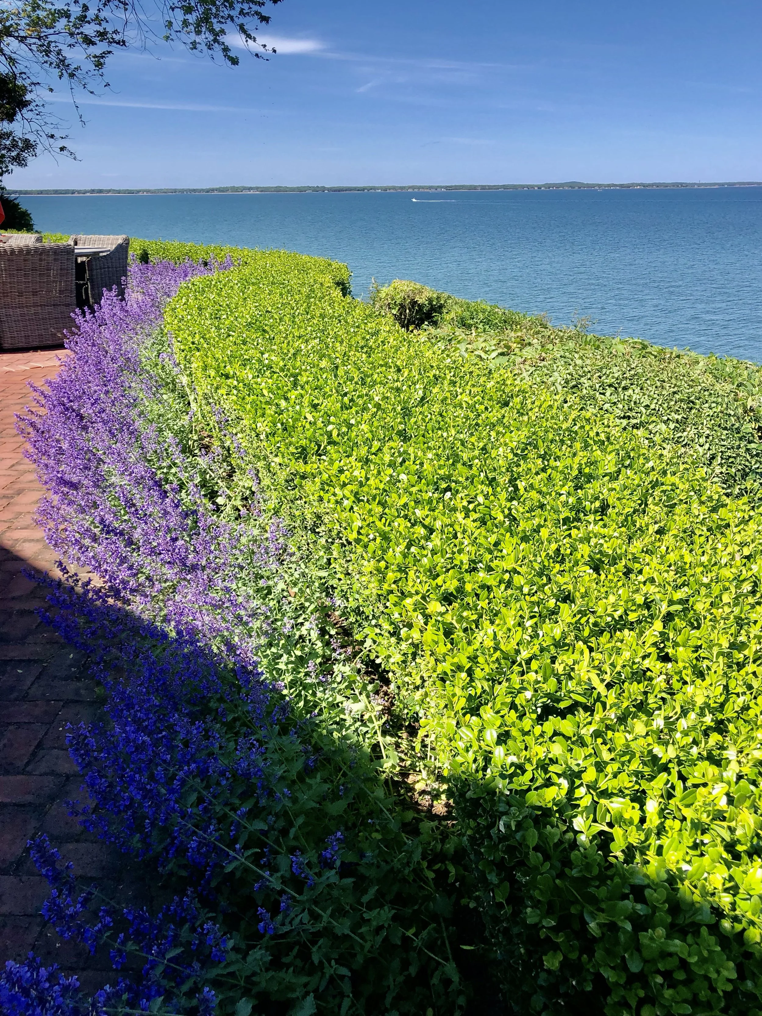 5 - Cutchogue bluff in bloom.jpg