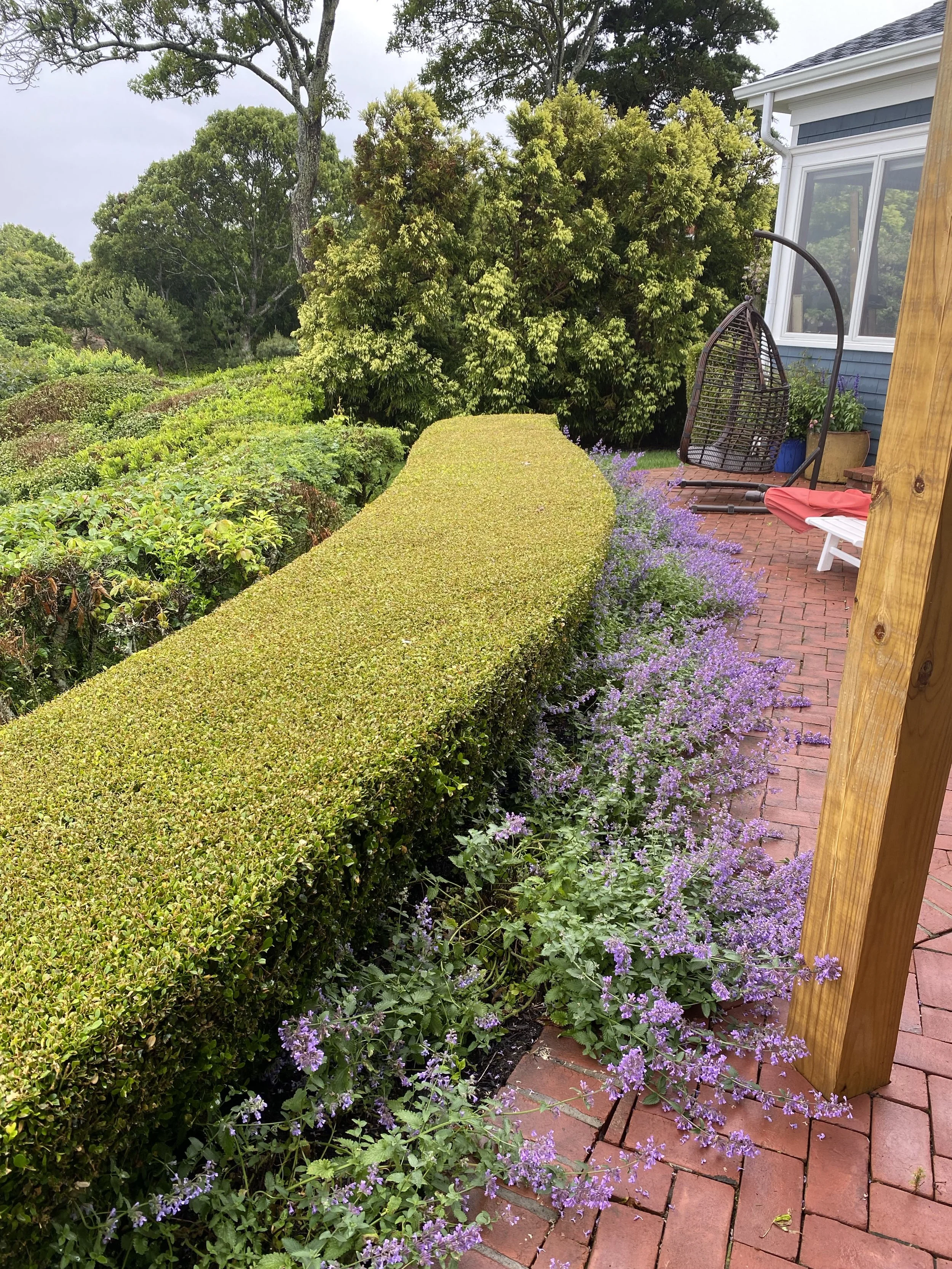 2 - Cutch fresh cut boxwoods.jpg