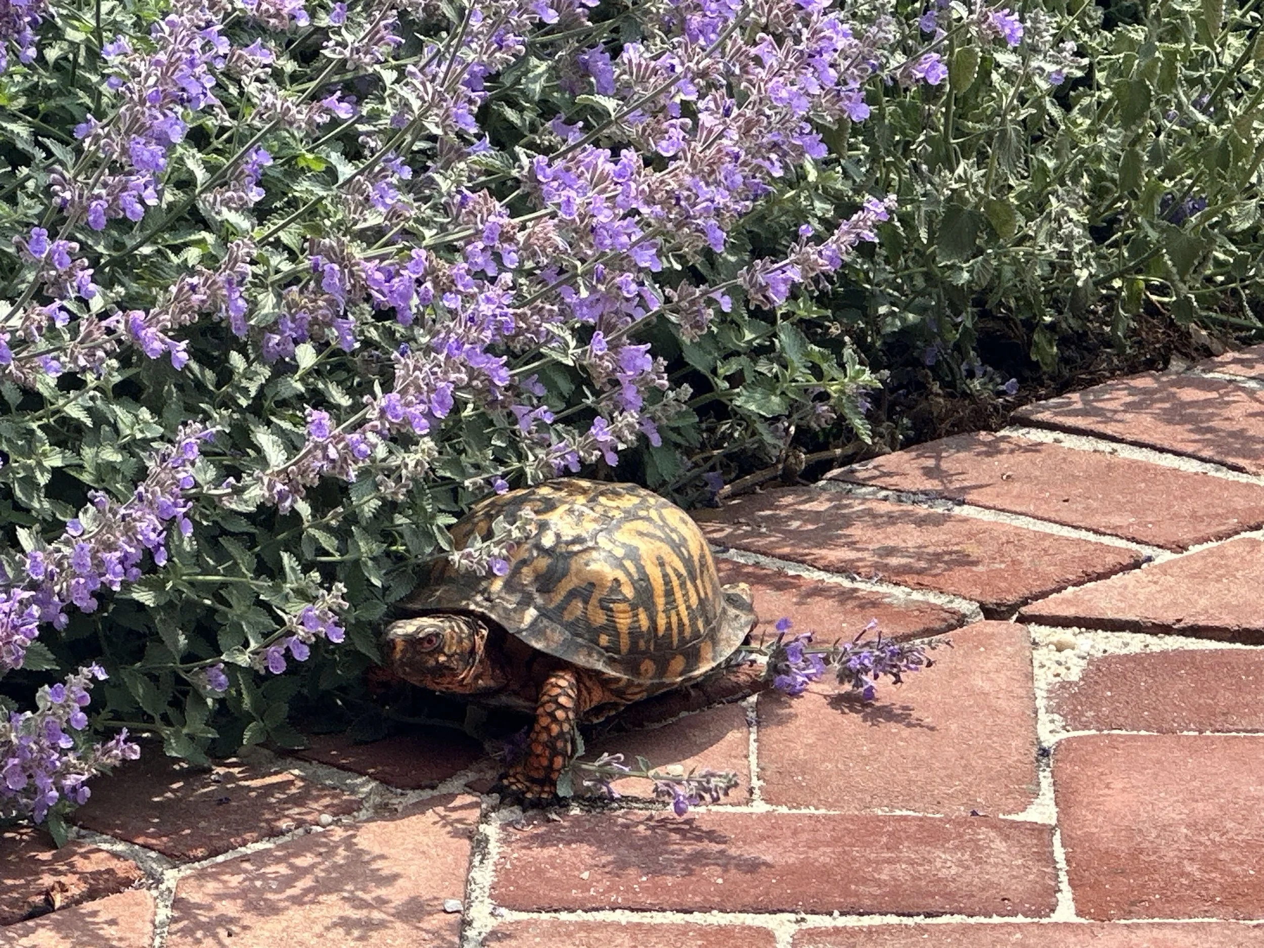 8 - Myrtle the Turtle.jpg