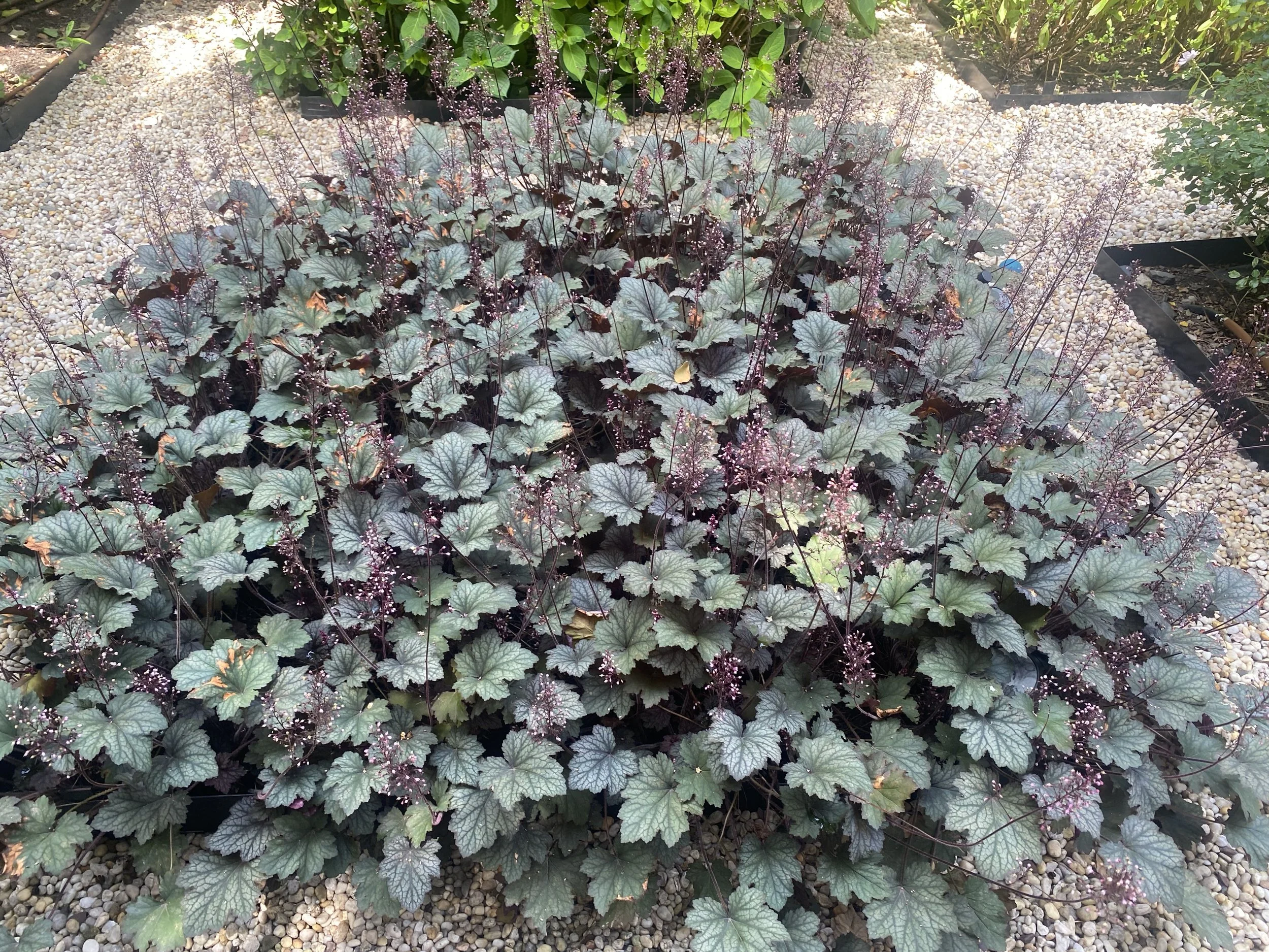 13 - Hell's Kitchen after 2.jpg