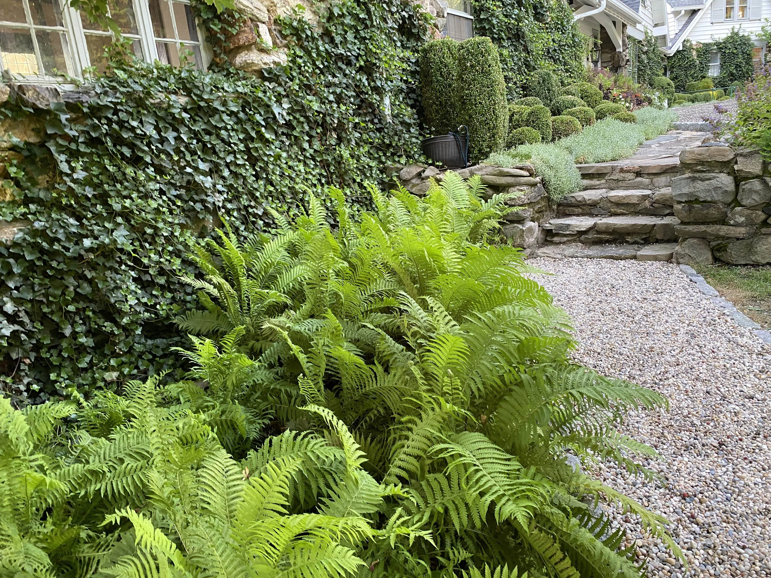15-Front-walkway-ferns-Sengen.jpg