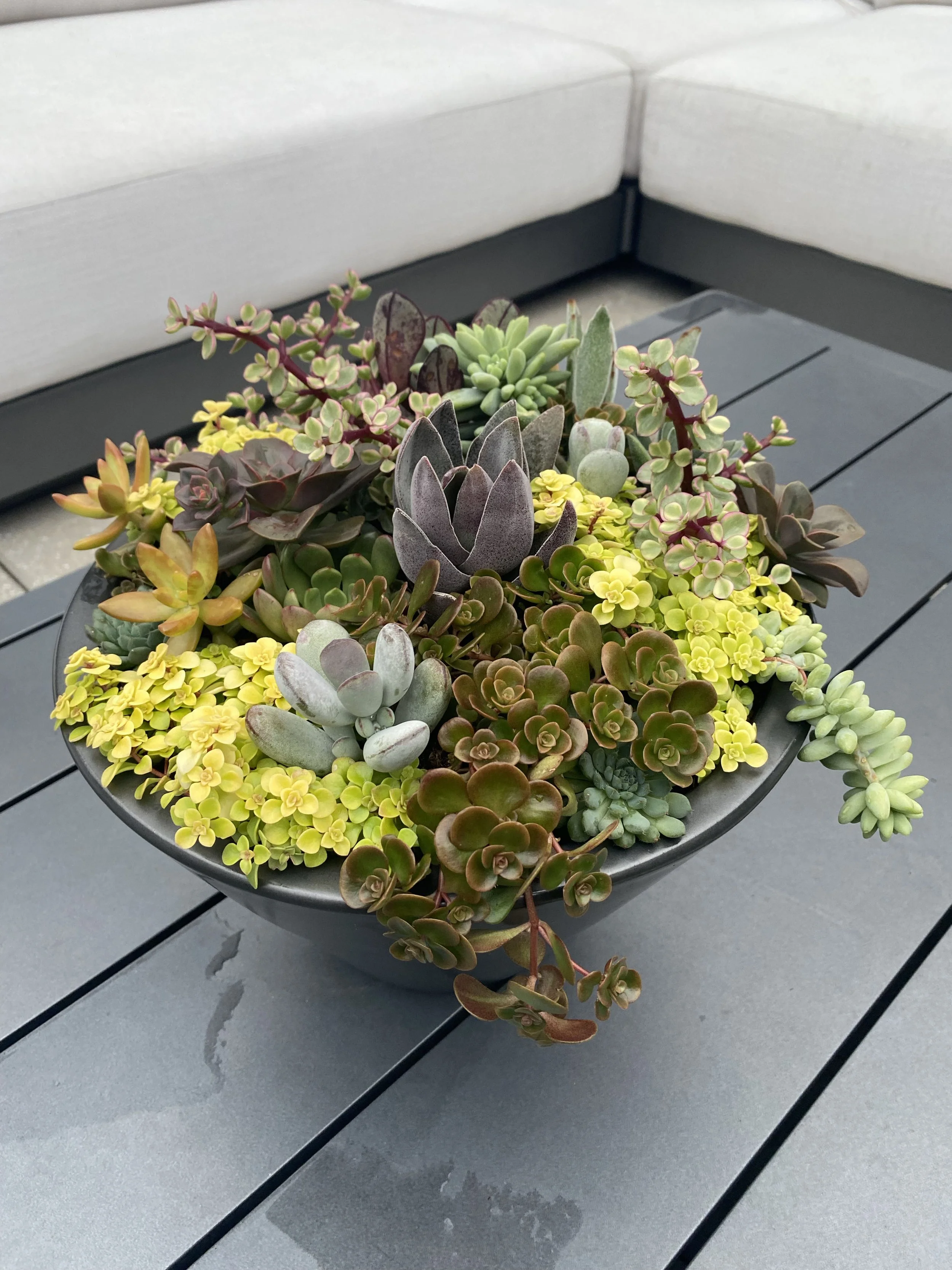 Existing - Succulent Bowl West Village.jpg