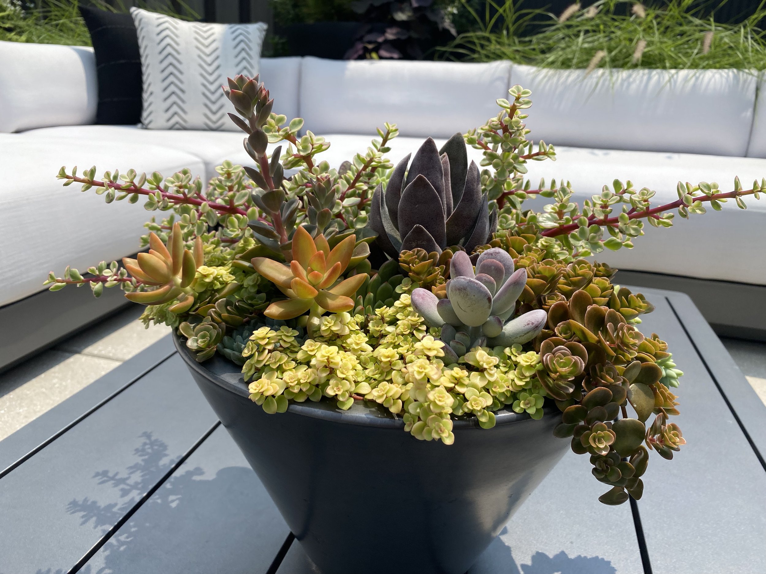 West Village Roof Garden Succulent Bowl Coffee Table.jpg