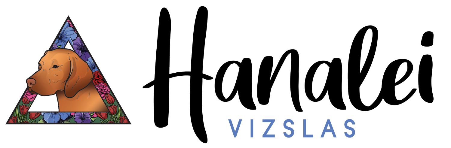 Hanalei Vizslas • UKs Premiere Vizsla Breeder