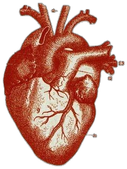 An anatomical illustration of a human heart, showing detailed chambers and blood vessels.