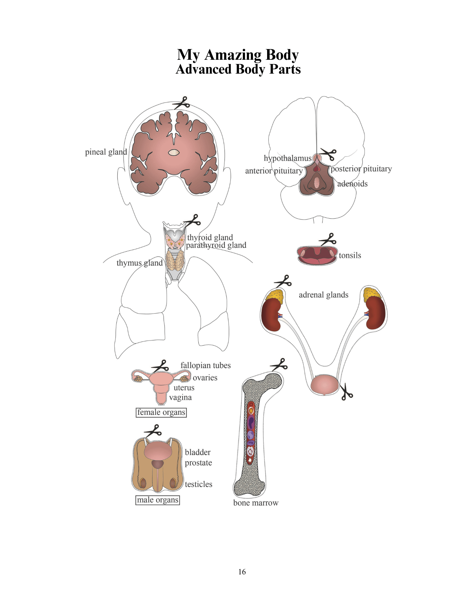 my-awesome-body-project_preview02.png