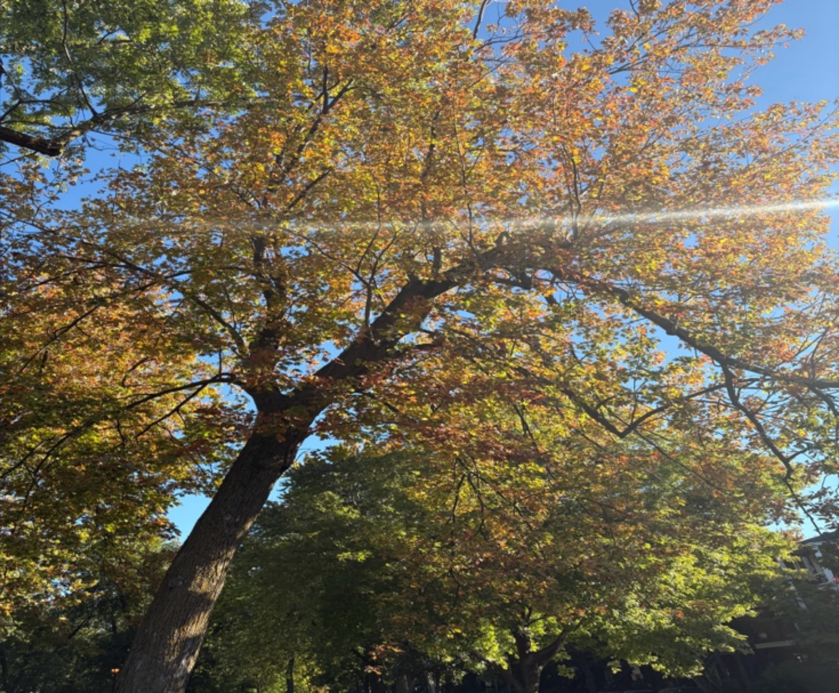 Autumn Katonah Wisdom