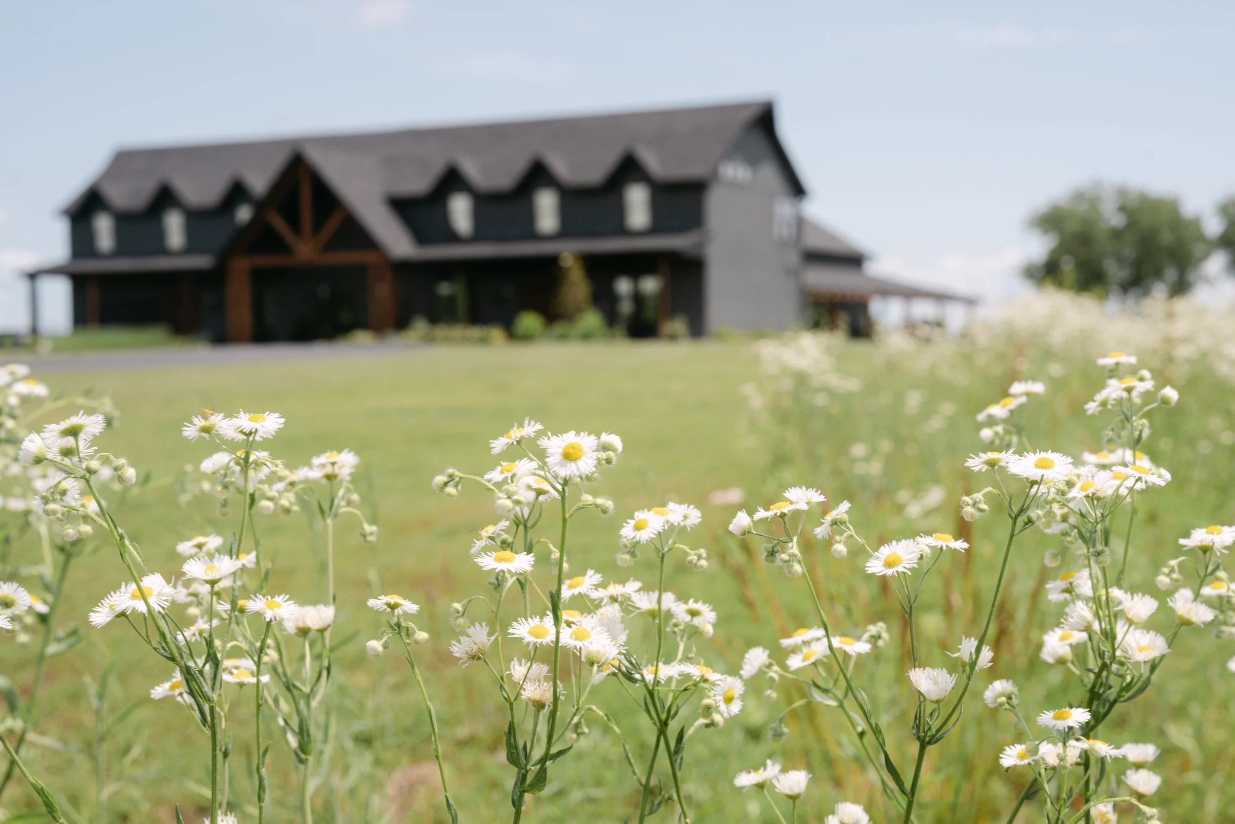 A close-up view of a field of small white daisies with yellow centers in the foreground. In the background, there is a large, modern, black house with a gabled roof and large windows, set on a green lawn under a partly cloudy sky.