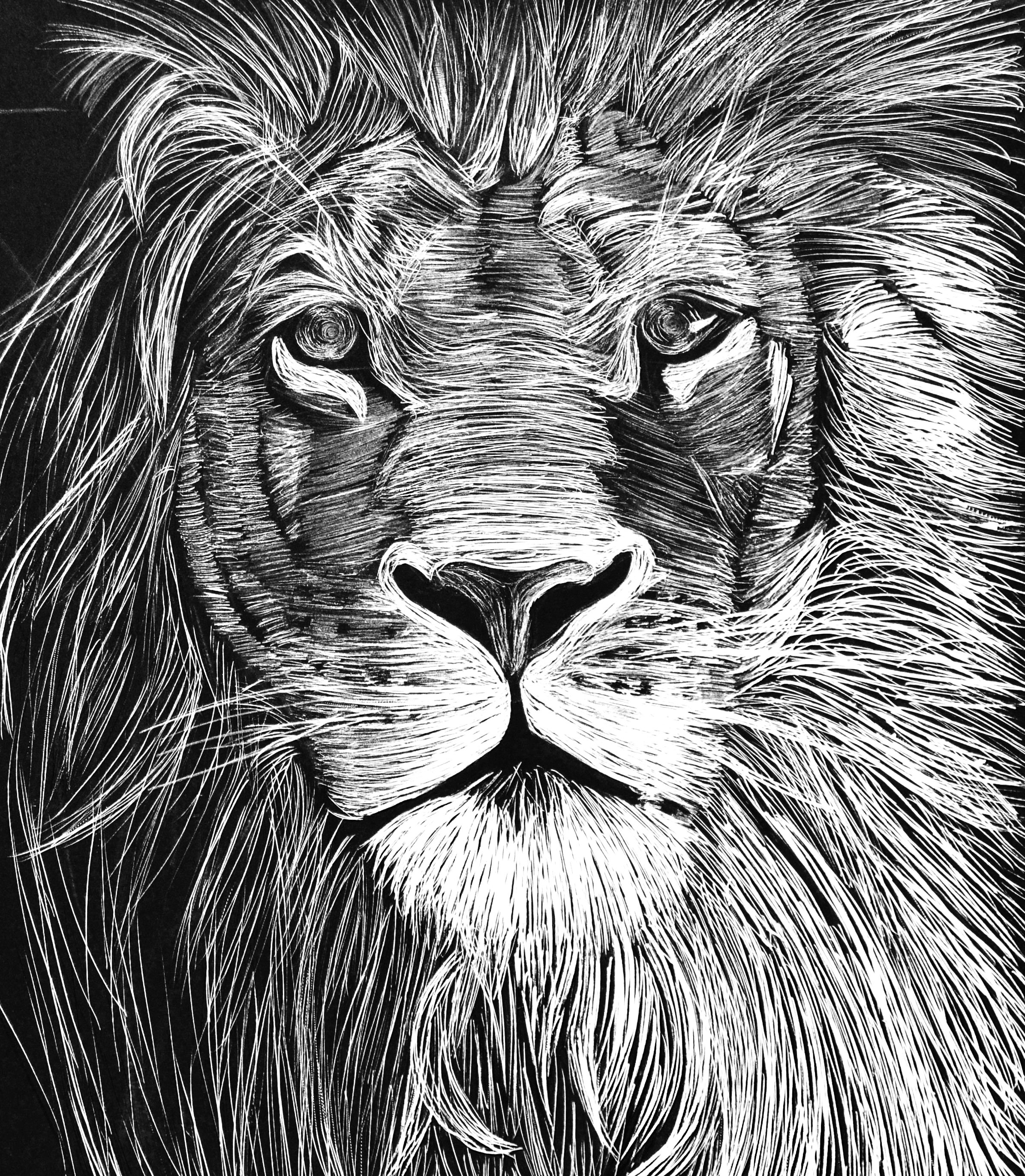 lion.jpg