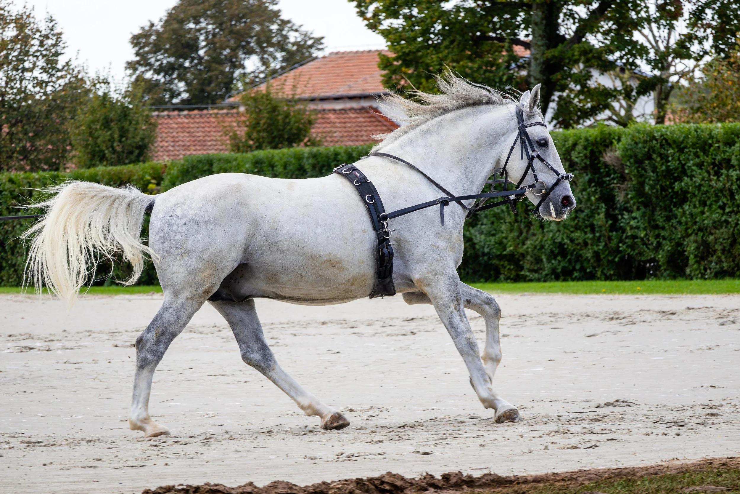 IMG_5772-Enhanced-NR (1).jpg