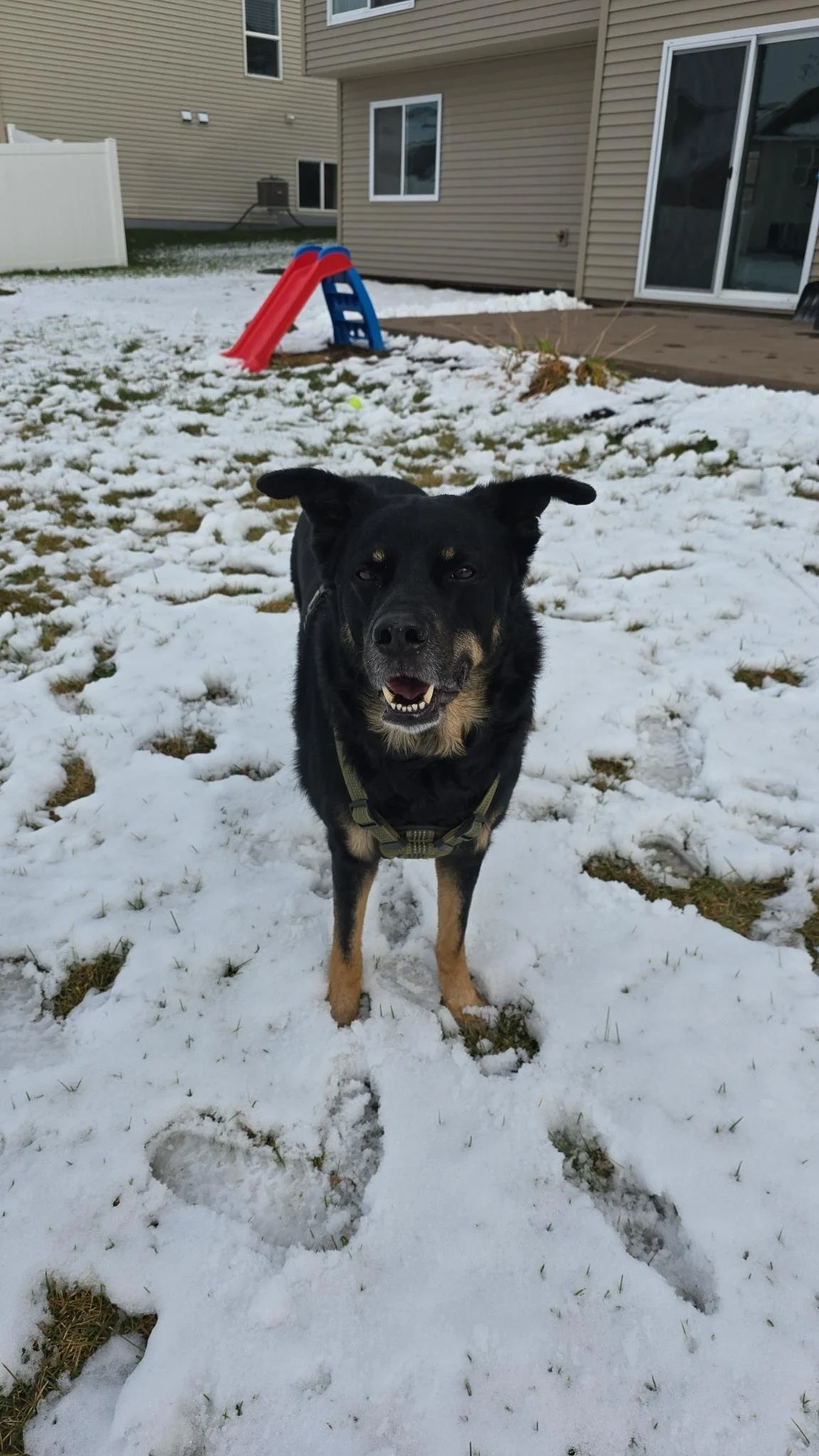 Pups with Progressives