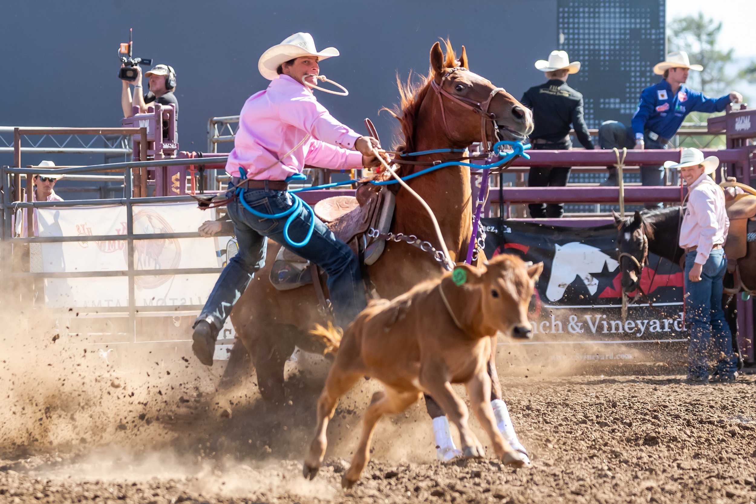 Rodeo event with a cowboy in a pink shirt and white cowboy hat, riding a bucking horse; a calf running nearby; other rodeo staff and spectators in the background; dirt flying in the arena.