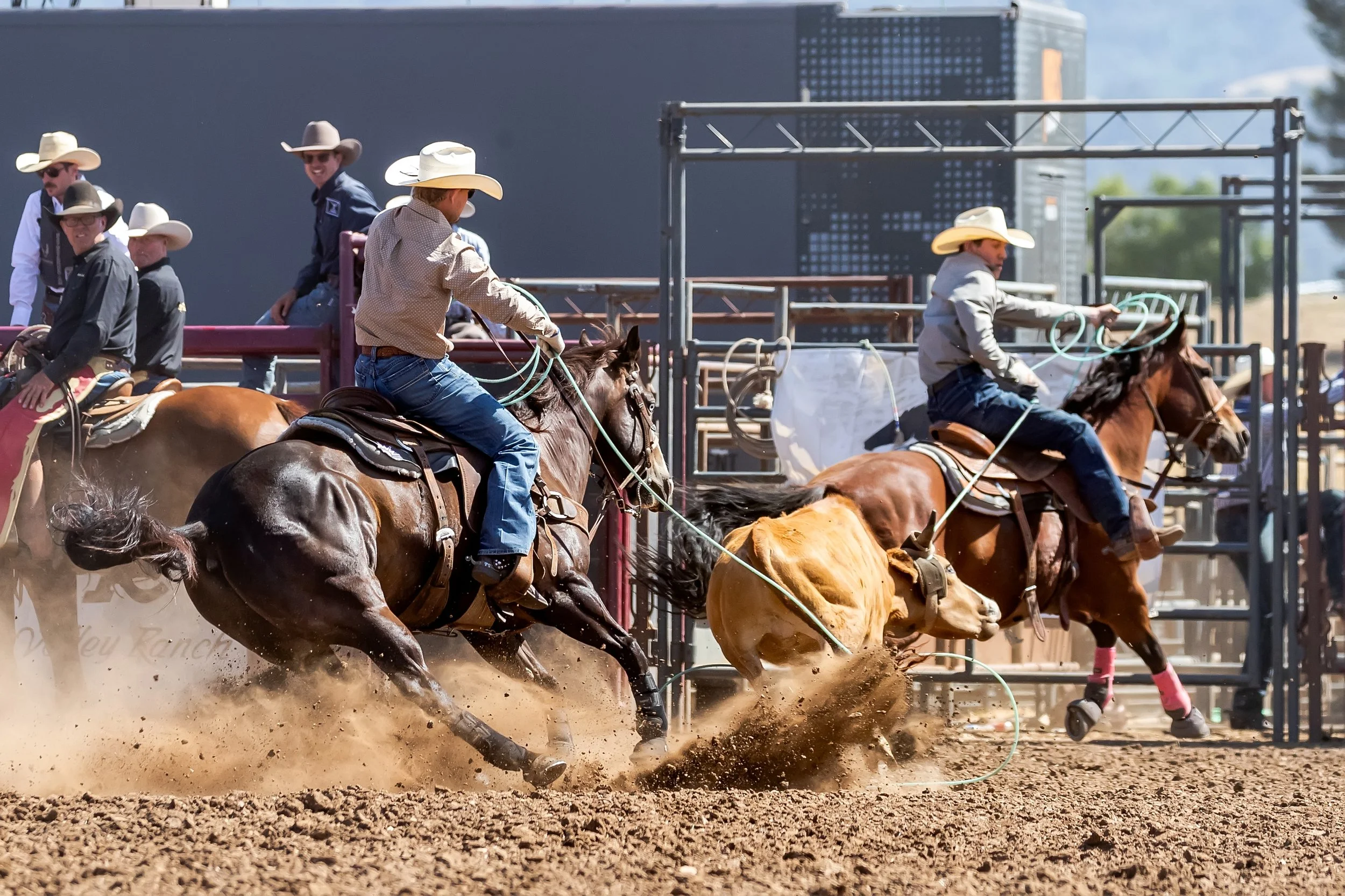 Cowboys participating in a rodeo event on horseback, riding at full speed on a dirt arena.