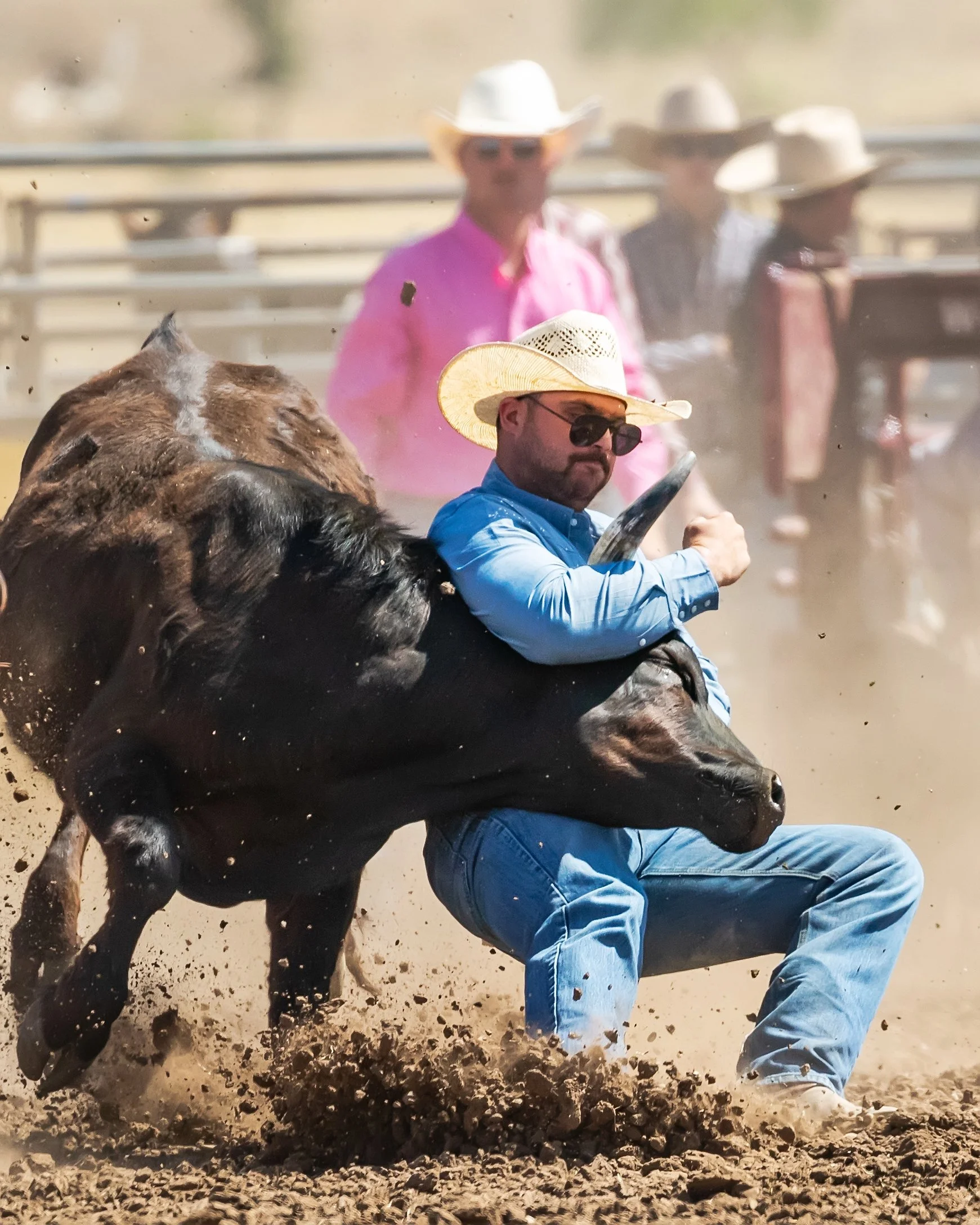 Man wearing a straw hat and sunglasses roping a bucking cow at a rodeo, with spectators in cowboy hats and western attire in the background.