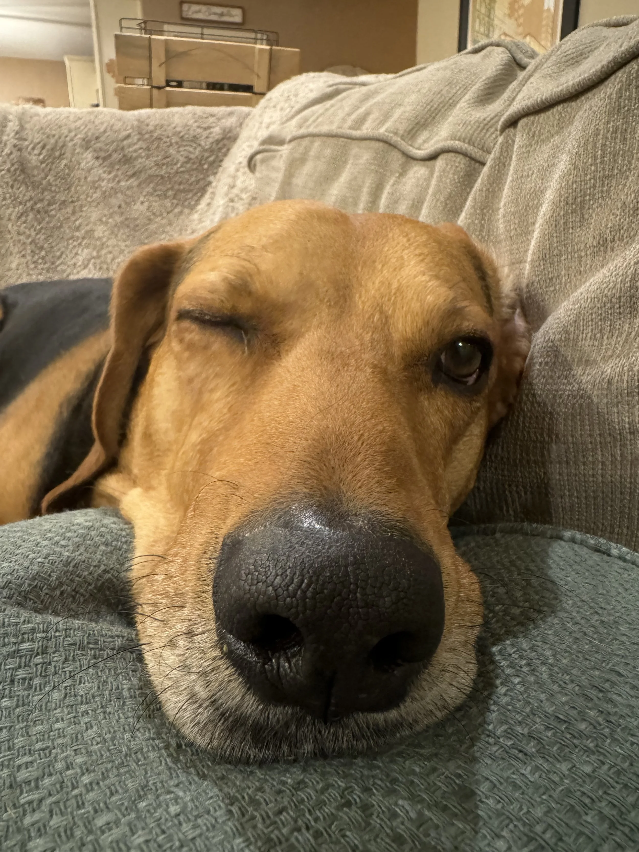 Close-up of a brown dog resting its head on a gray couch, with one eye closed and the other partially open.