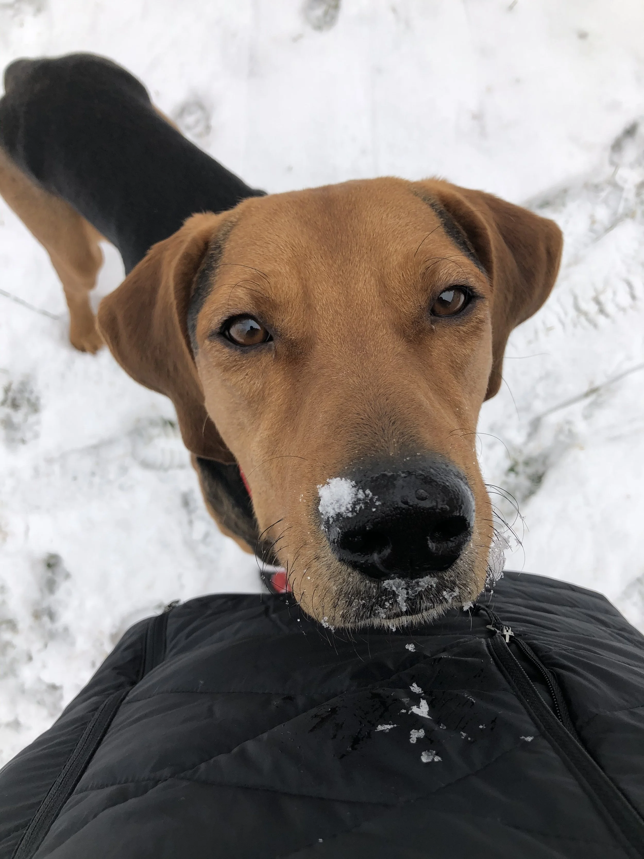 A brown and black dog with a snow-covered nose looking up at the camera, on snowy ground, next to a person's black jacket.