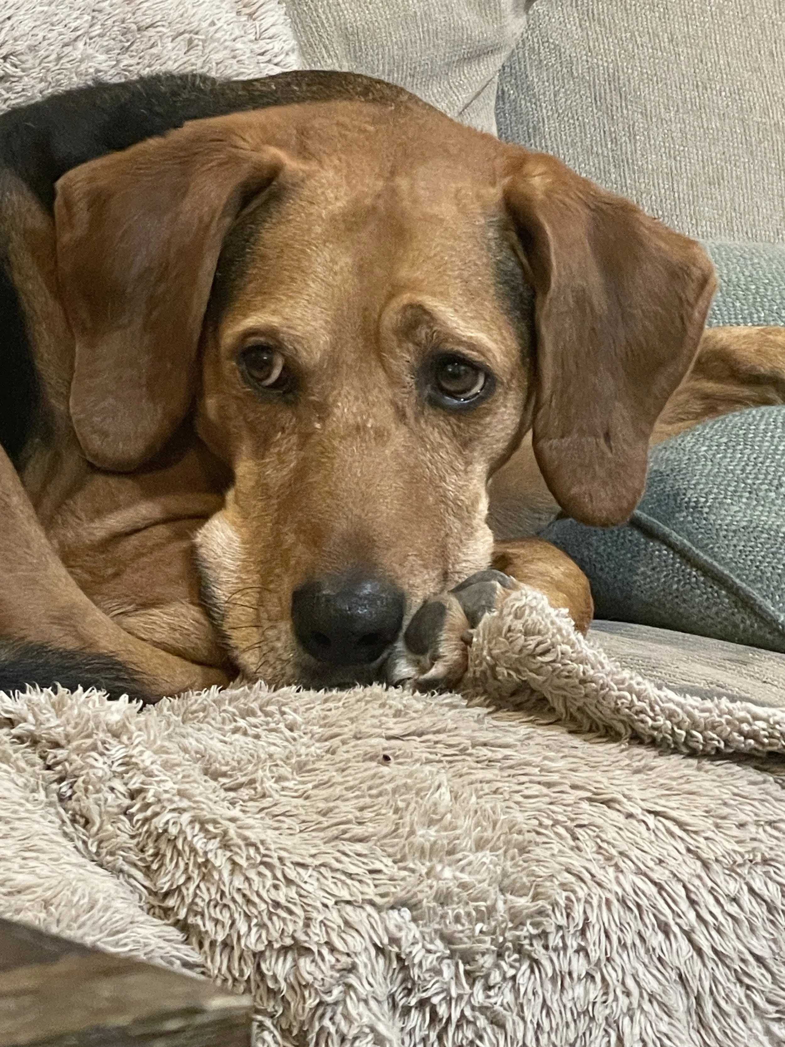 A brown dog with floppy ears lying on a soft, beige blanket on a couch, resting its head and holding a small, plush toy in its mouth.
