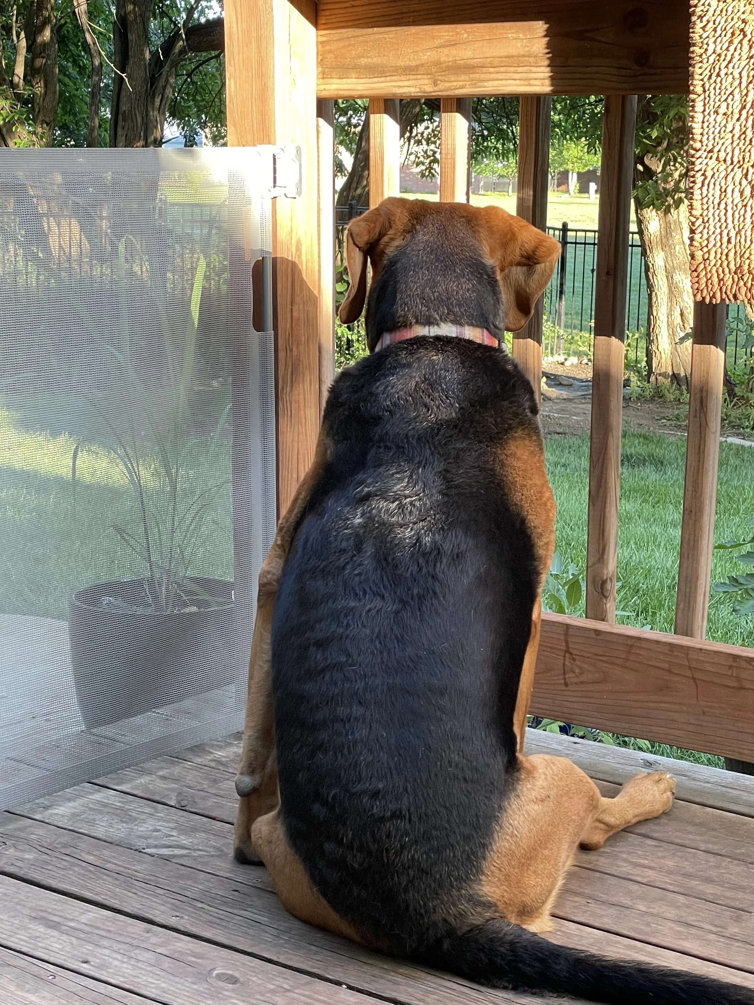 Back view of a large dog sitting on a wooden deck, looking out from a screened porch into a backyard with green grass and trees.