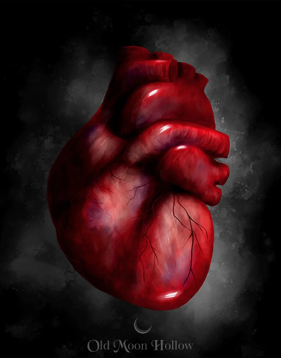 The Human Drum - Anatomical Heart