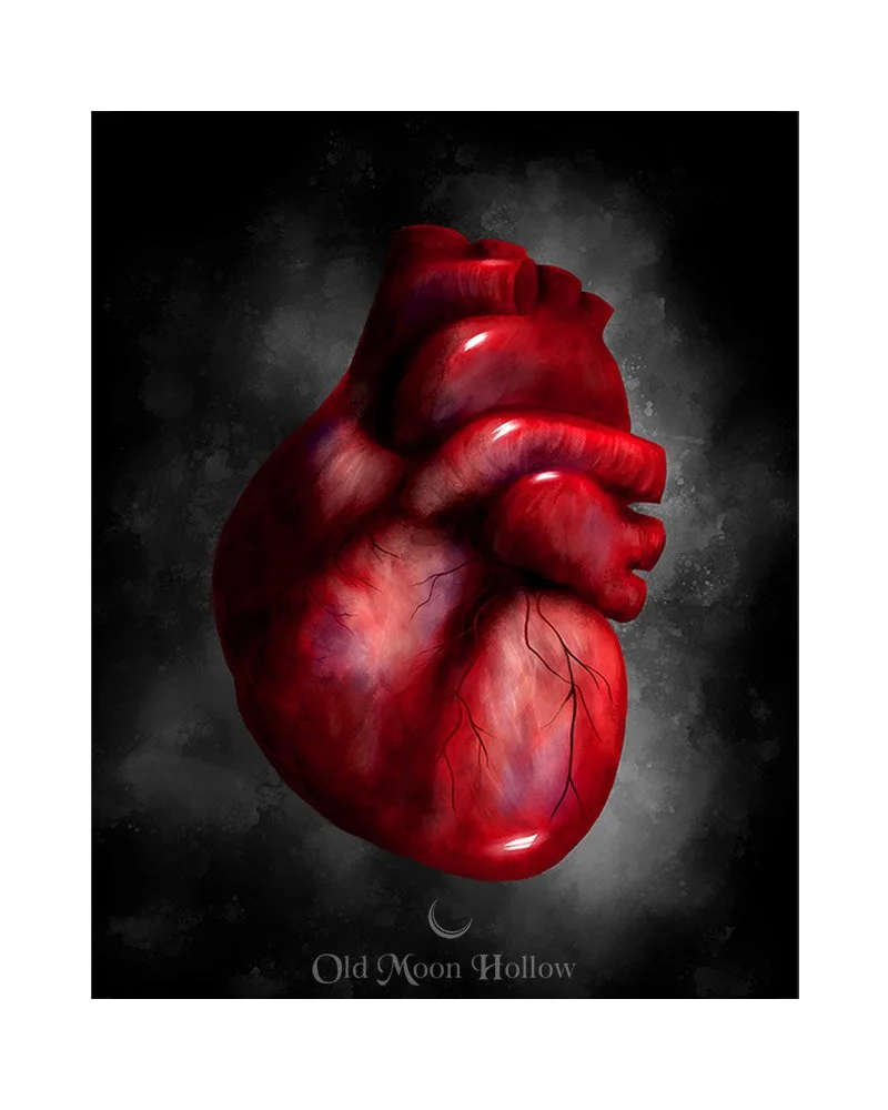 Human-Drum-Anatomical-Heart-Print-by-Old-Moon-Hollow.jpg