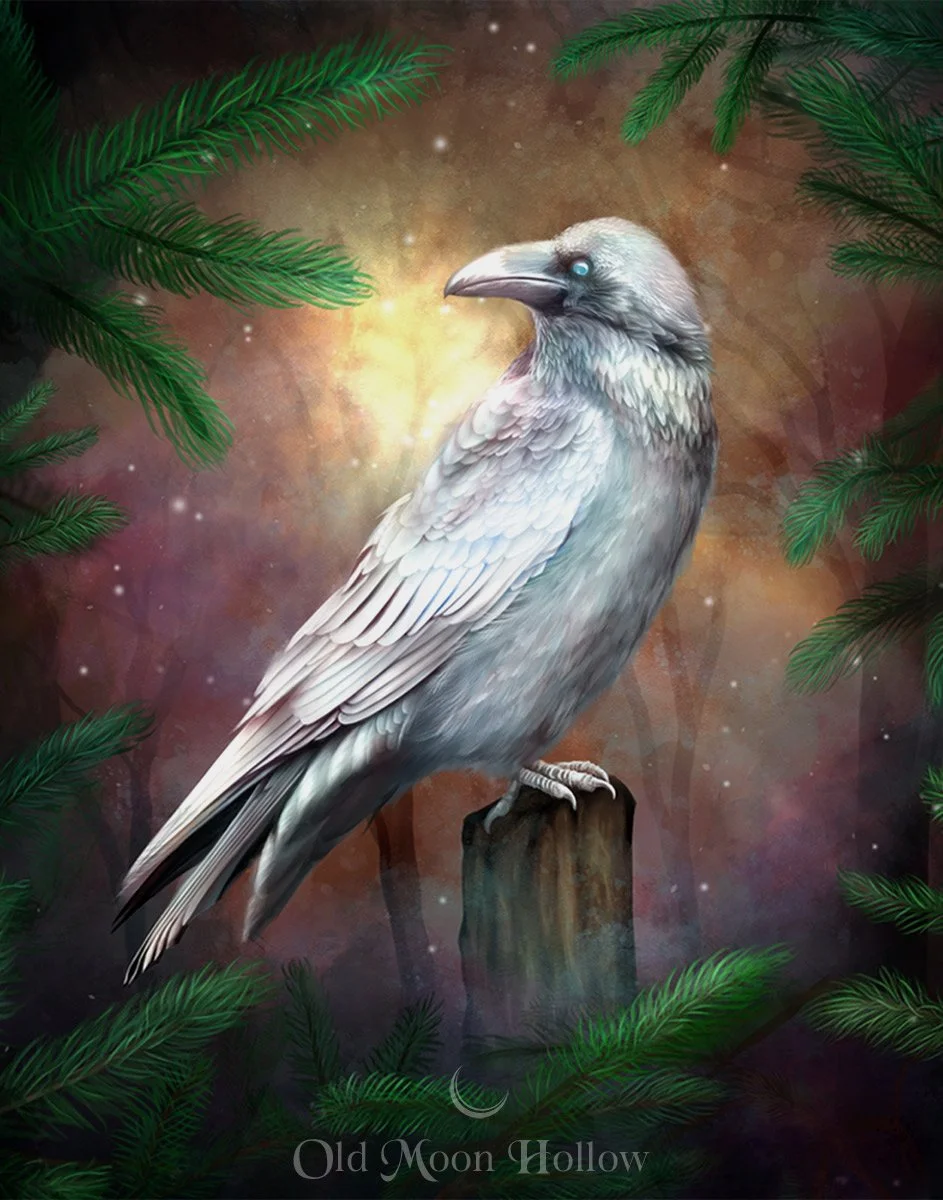 White Raven of the Winter Solstice