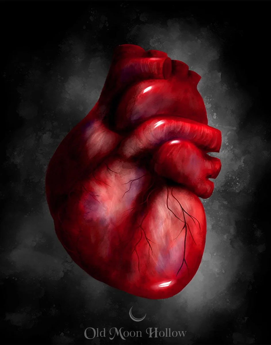 The Human Drum - Anatomical Heart