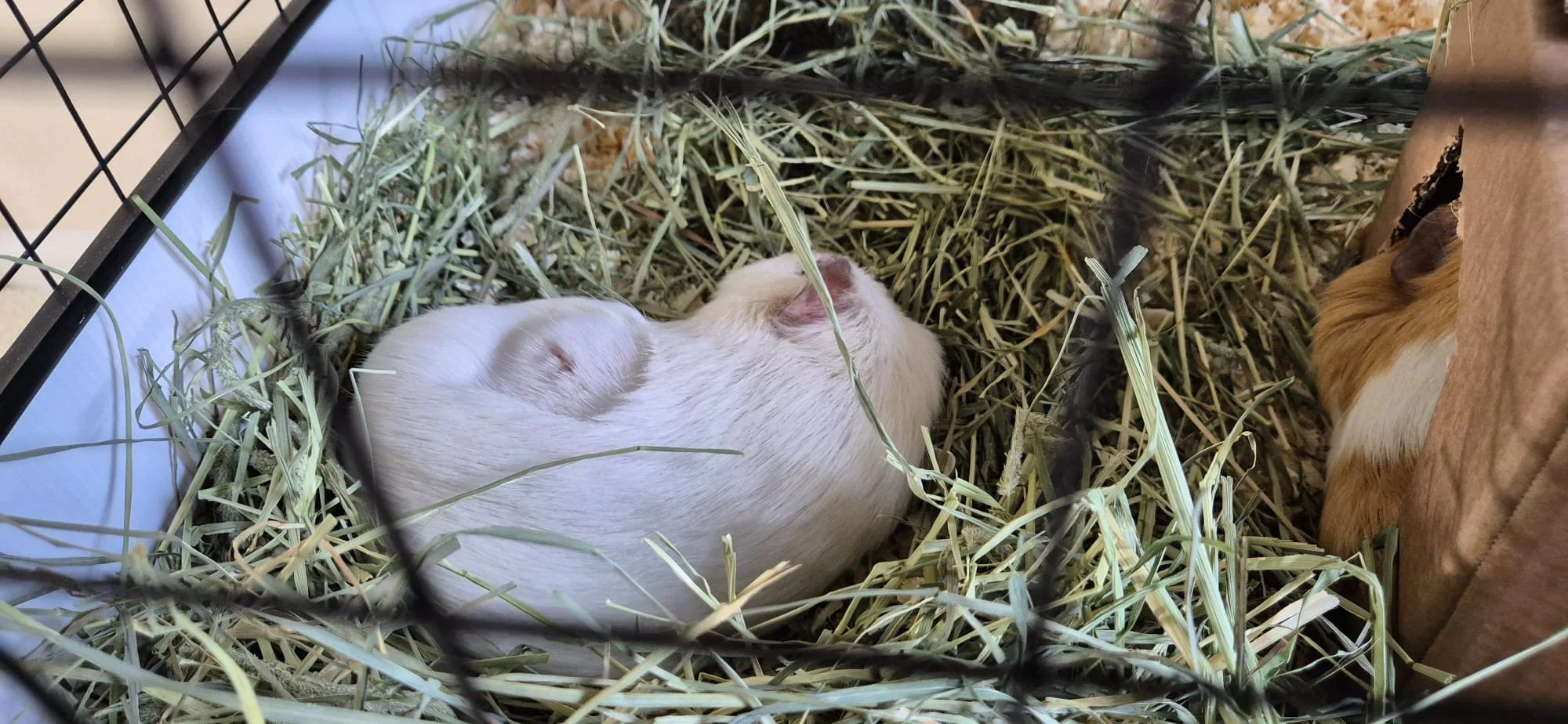 WhatsApp Image 2026-03-20 at 13.50.38.jpeg