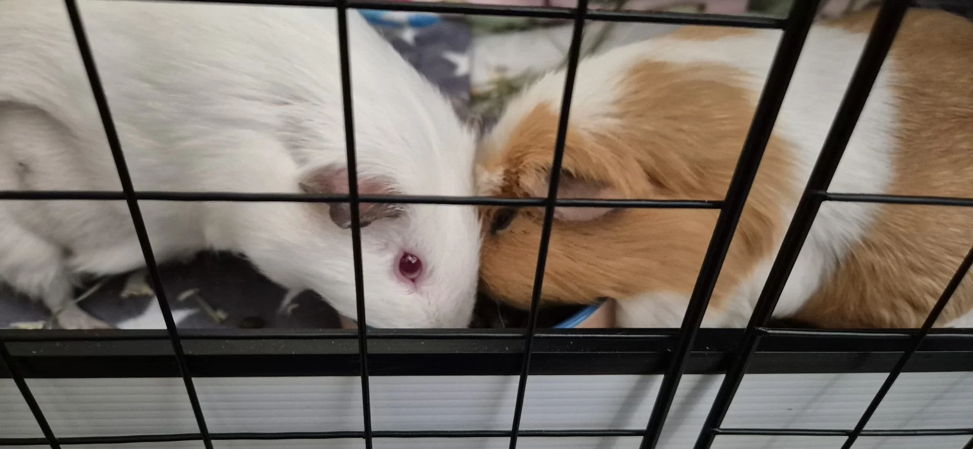 WhatsApp Image 2026-04-09 at 08.07.49.jpeg