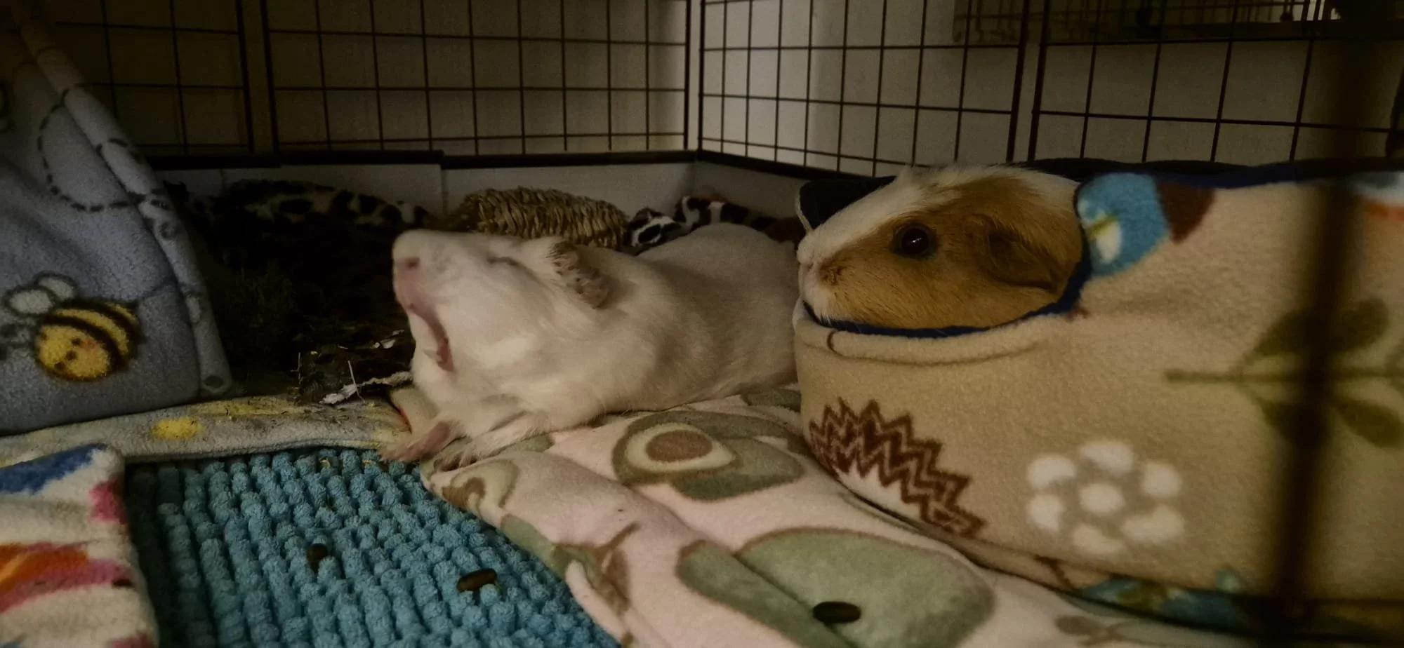 WhatsApp Image 2026-04-08 at 20.28.37.jpeg