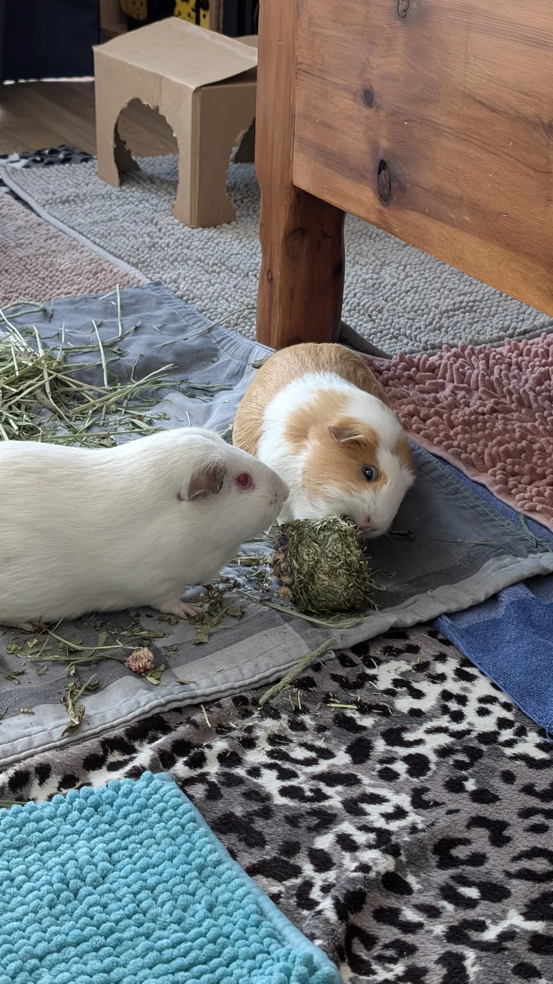 WhatsApp Image 2026-04-12 at 11.39.06.jpeg