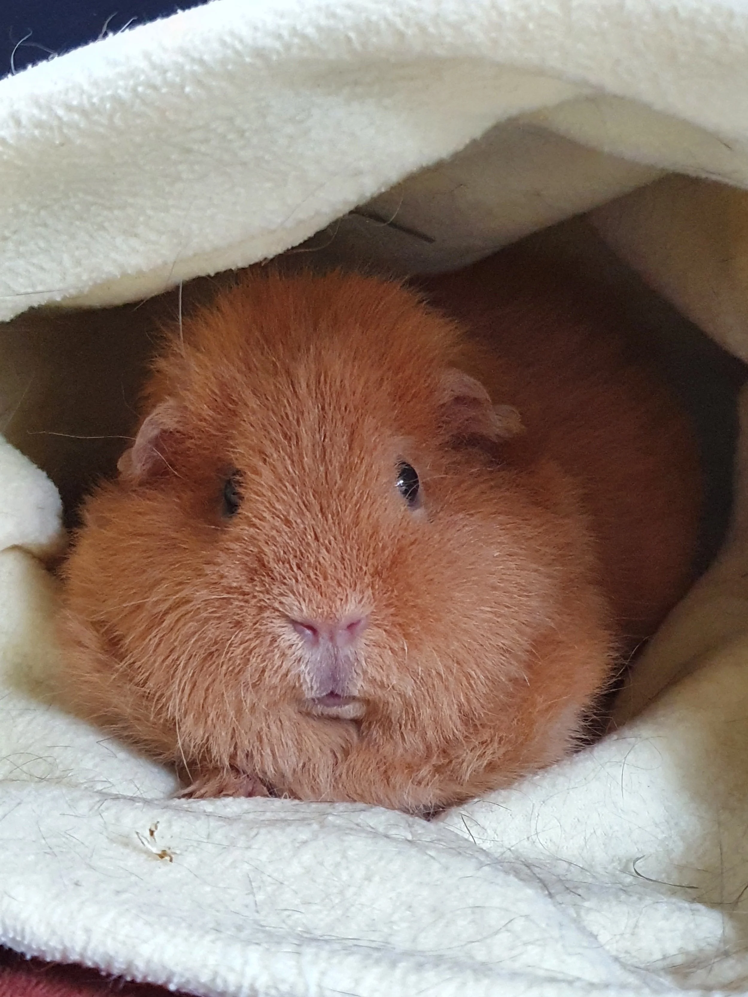 A ginger guinea pig lying on a soft, white, fleece blanket, partially covered by the blanket.