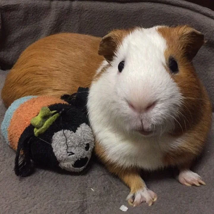 Ginna, Custom Guinea Pig Sculpture