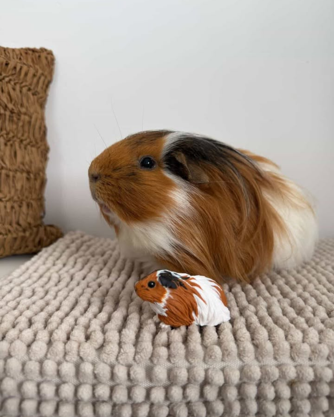 A guinea pig with long brown, black, and white fur sitting on a soft woven blanket next to a small ceramic guinea pig figurine that resembles it.