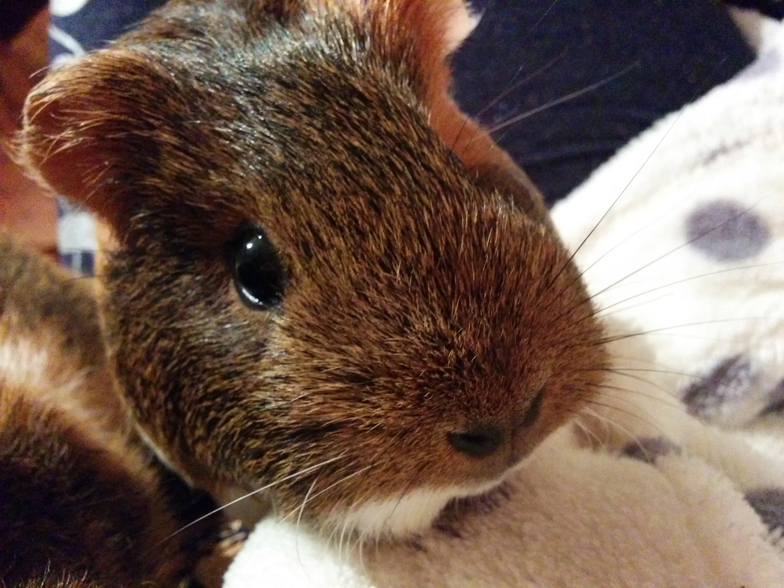 Close-up of a guinea pig's face, showing its eye, nose, and brown and white fur.