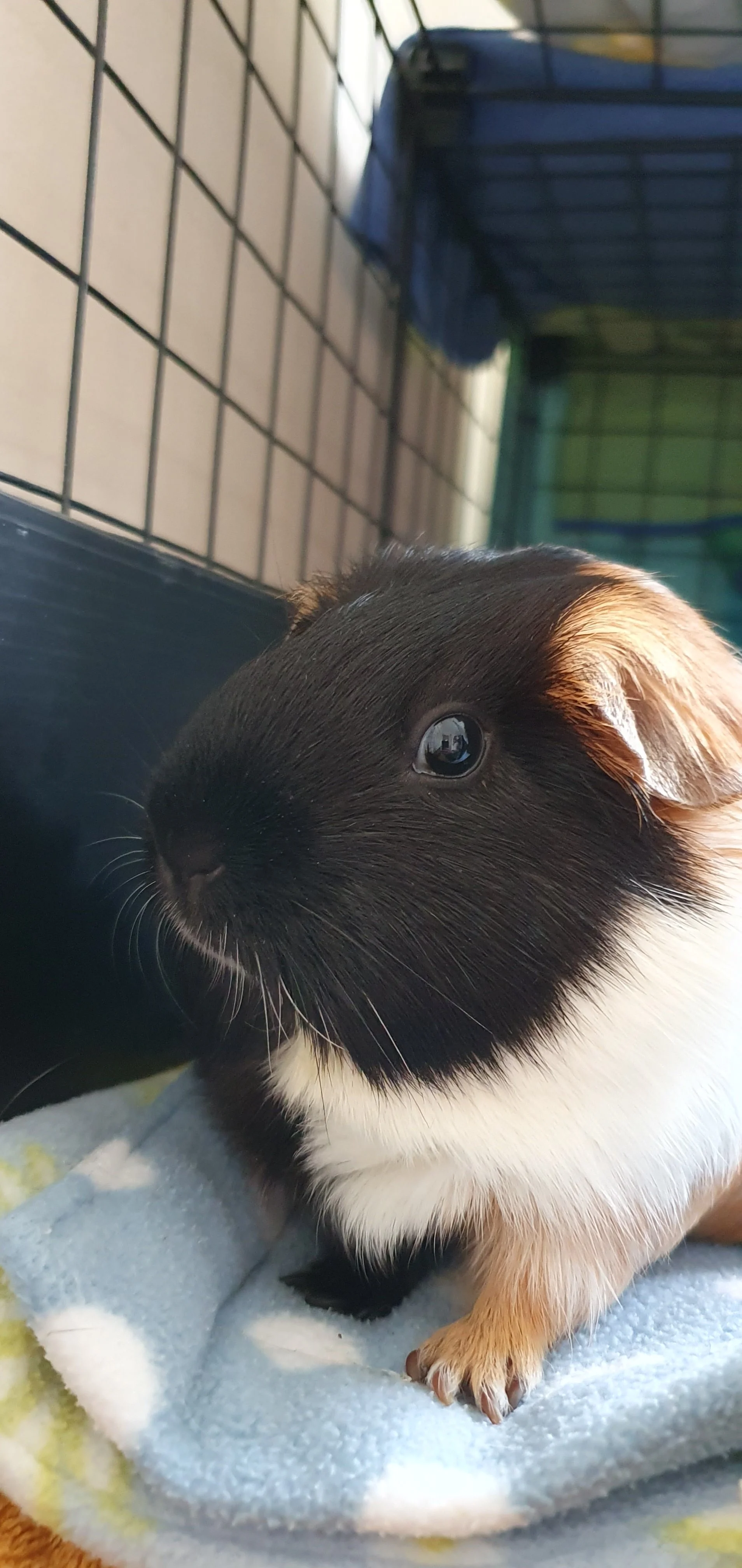 Close-up of a tri-coloured black, white, and ginger guinea pig resting on a soft blue blanket inside a cage.